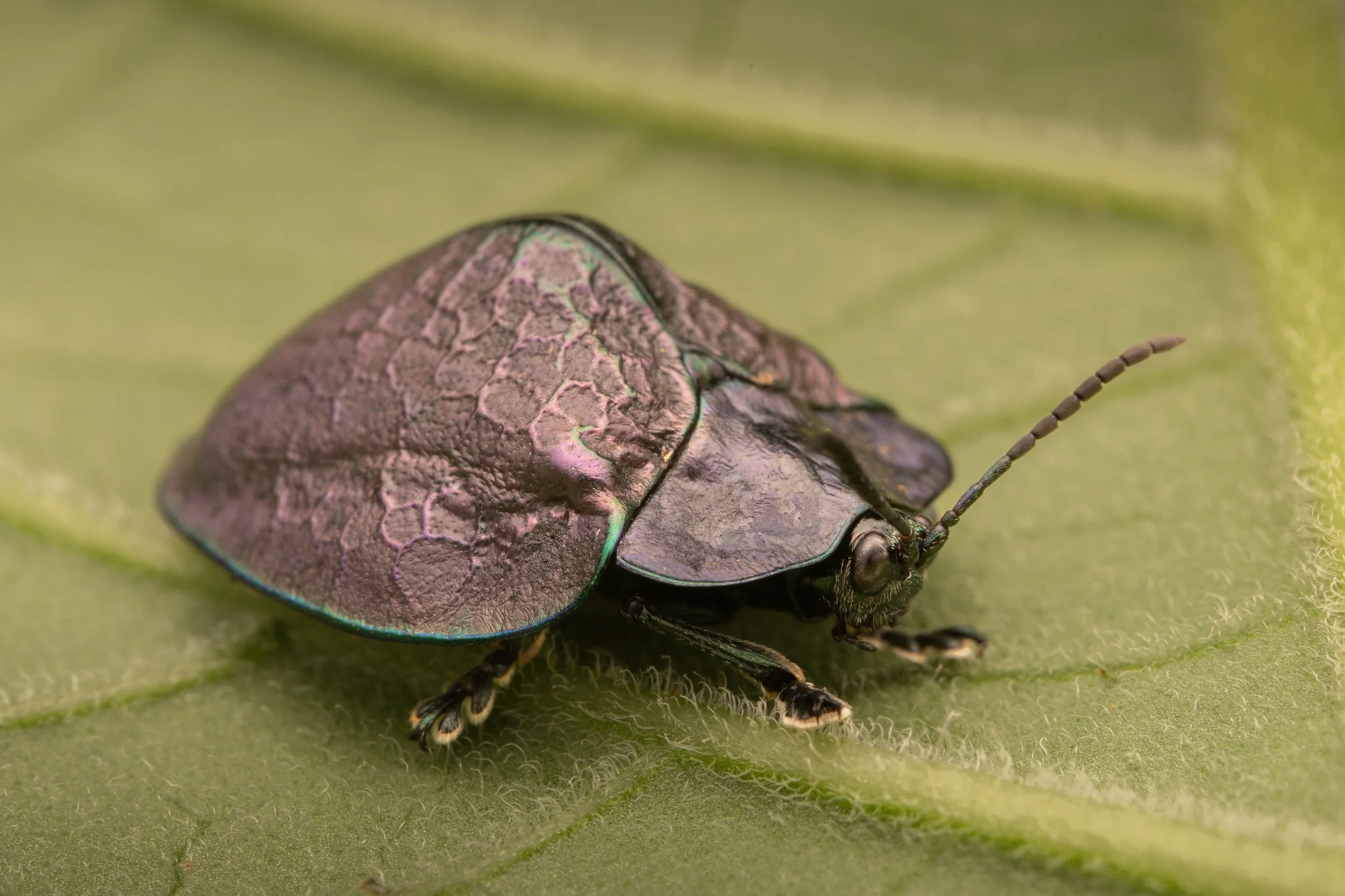 Coleoptera - 17.jpg