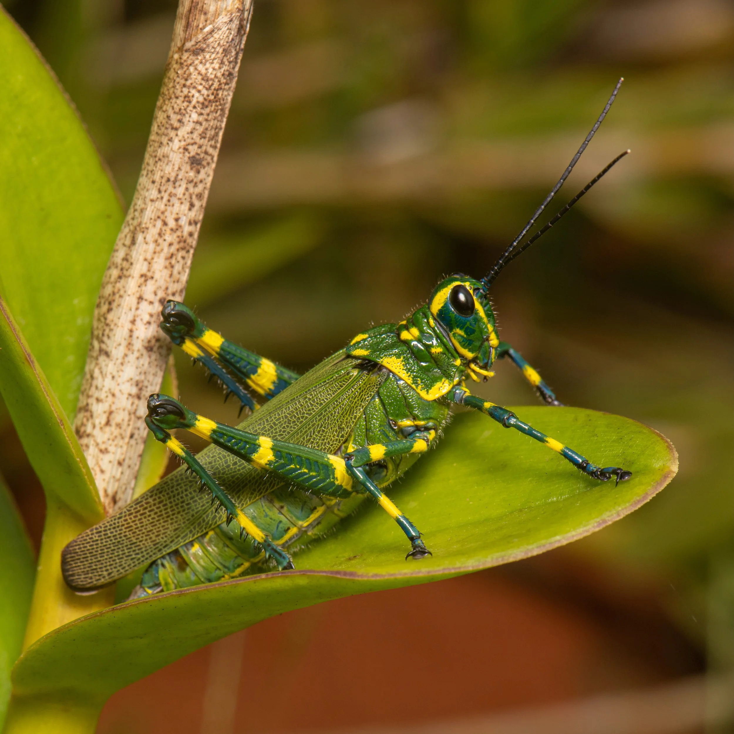 Orthoptera - 77.jpeg