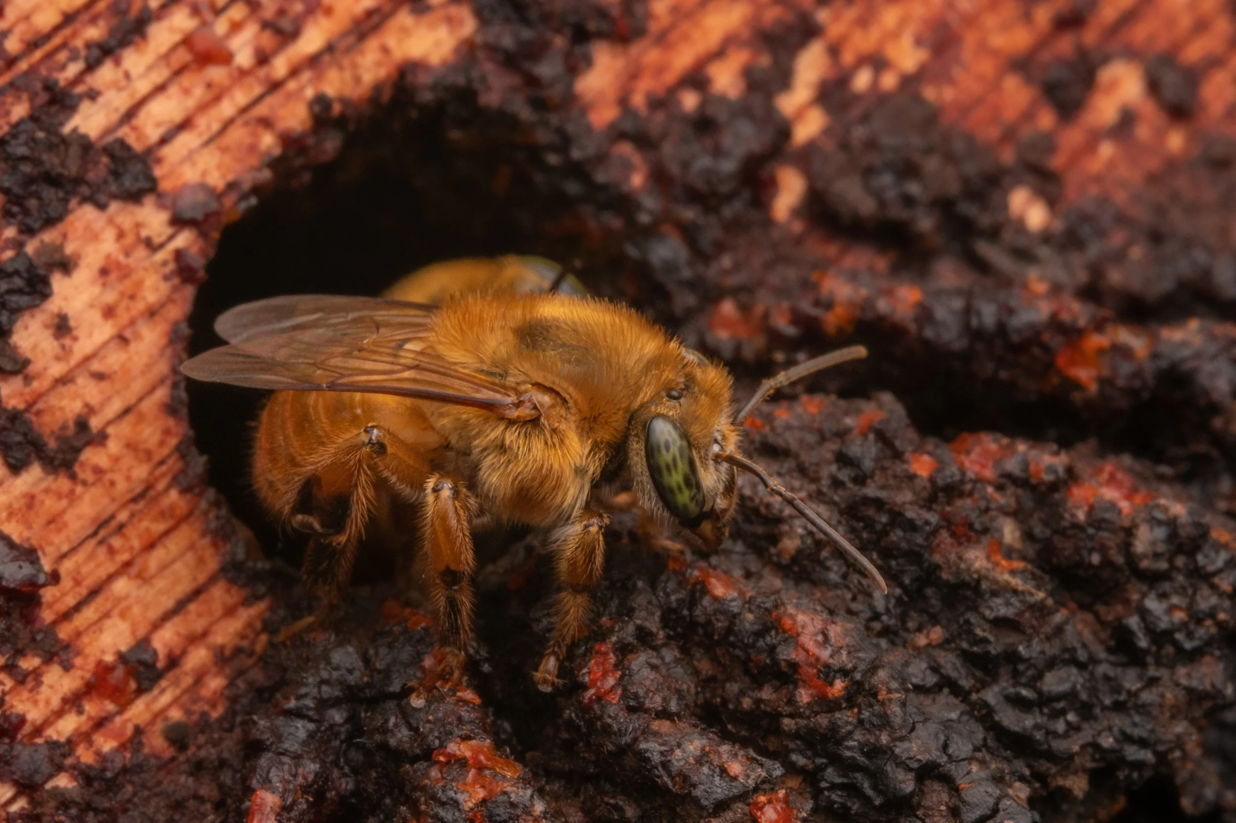 Hymenoptera - 49.jpg