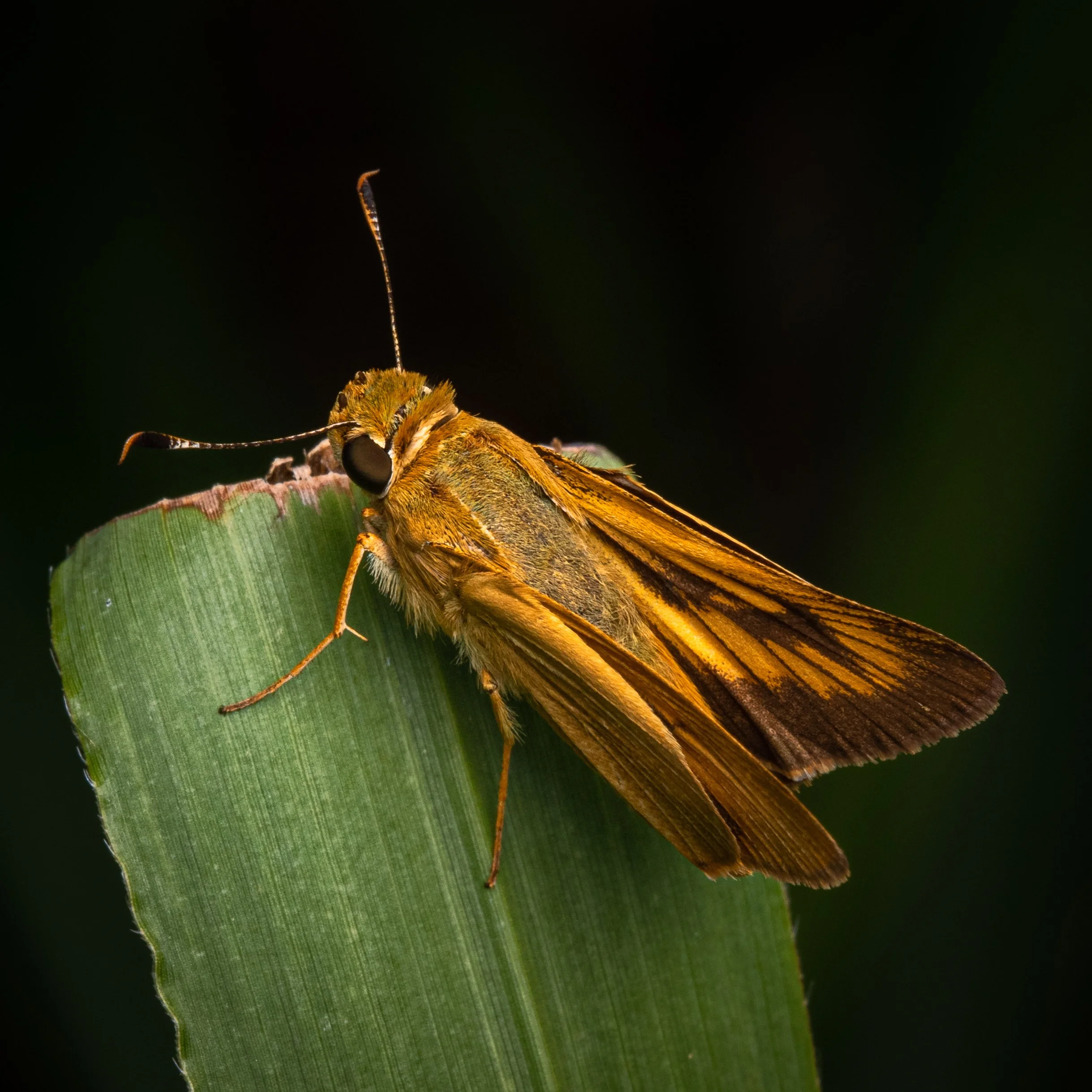 Lepidoptera - 13.jpg