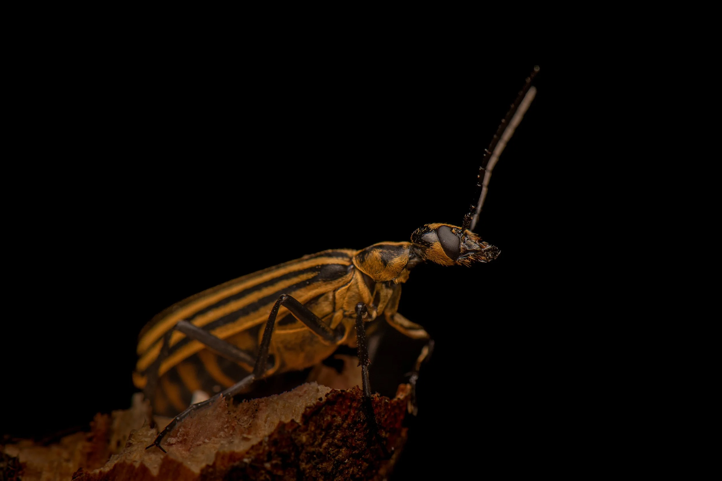 Coleoptera - 114.jpg