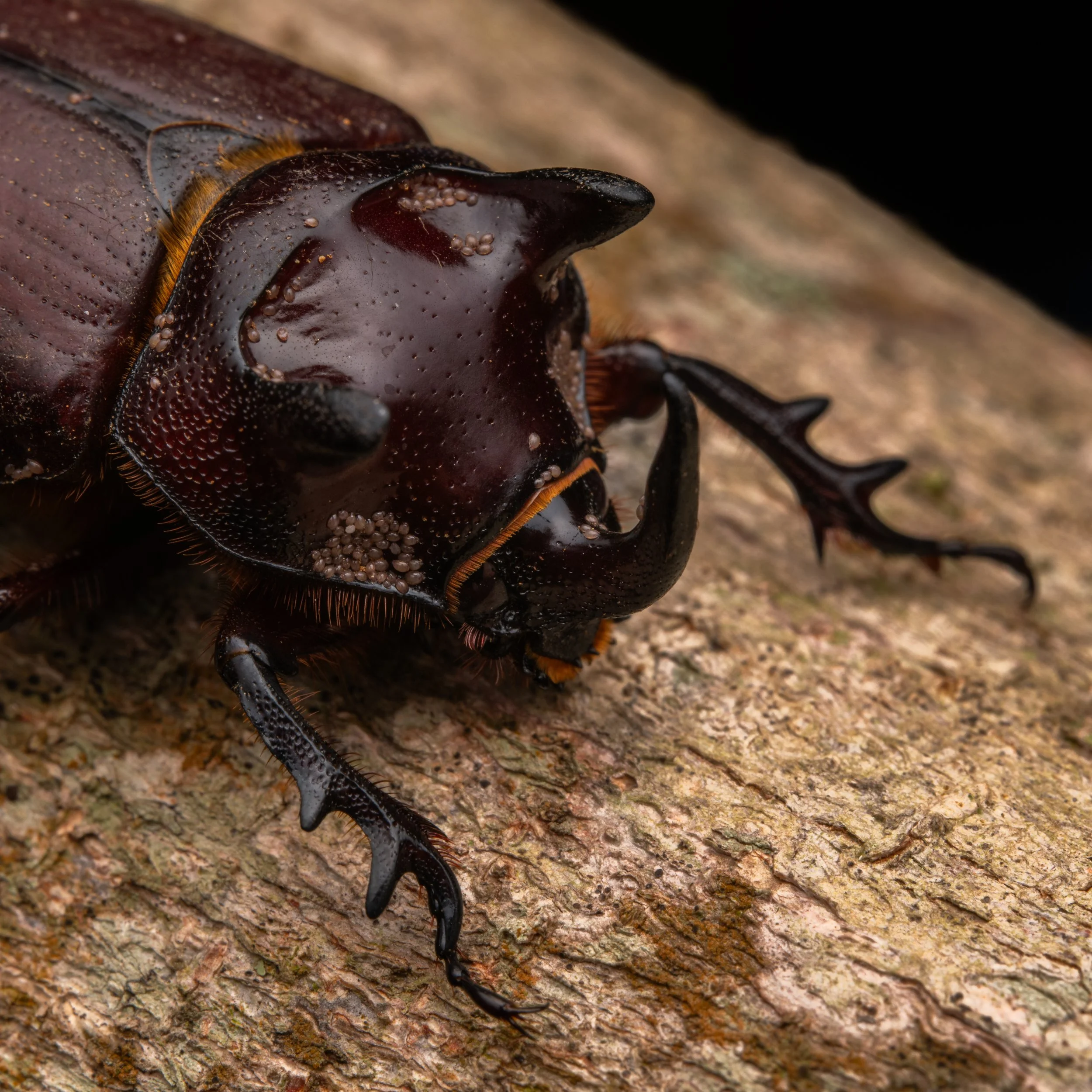 Coleoptera - 23.jpg
