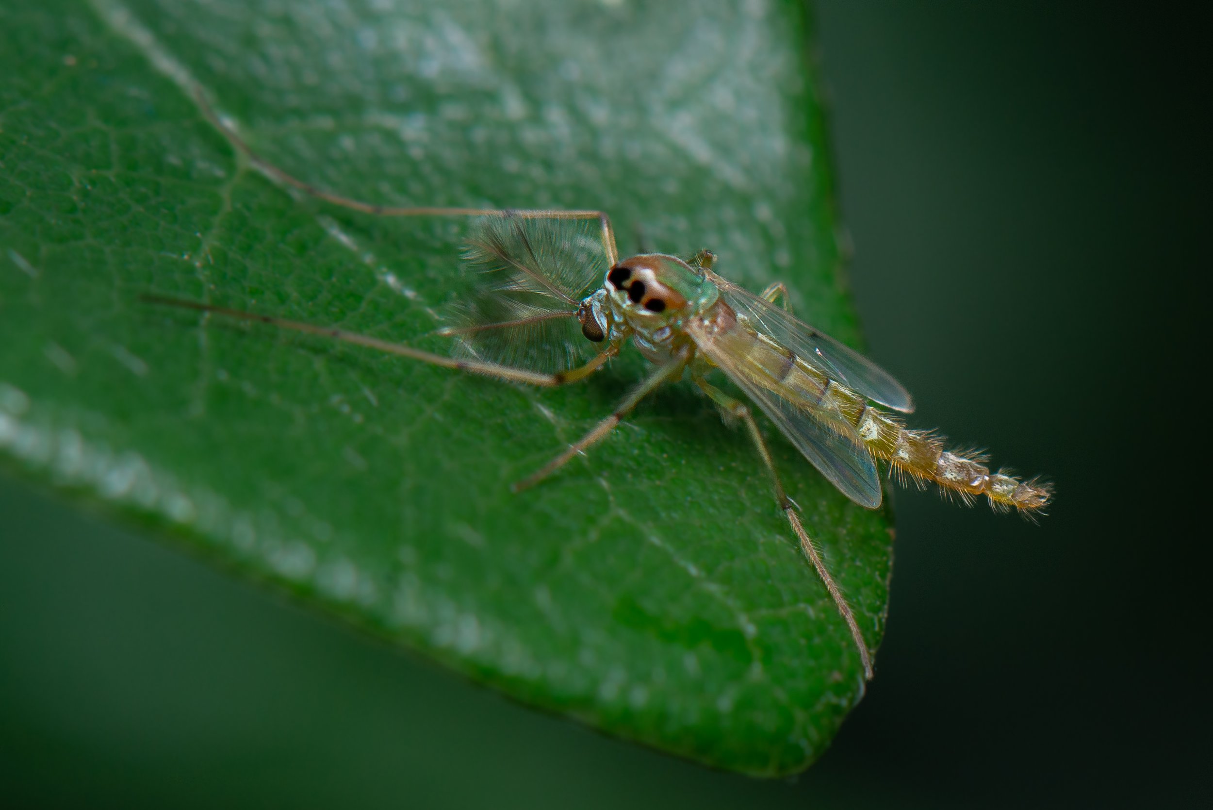 Diptera - 44.jpg