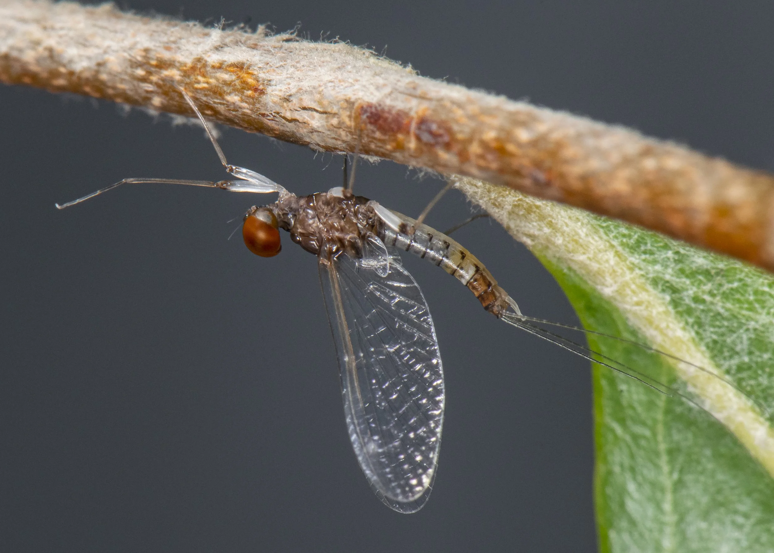 Ephemeroptera - 27.JPG
