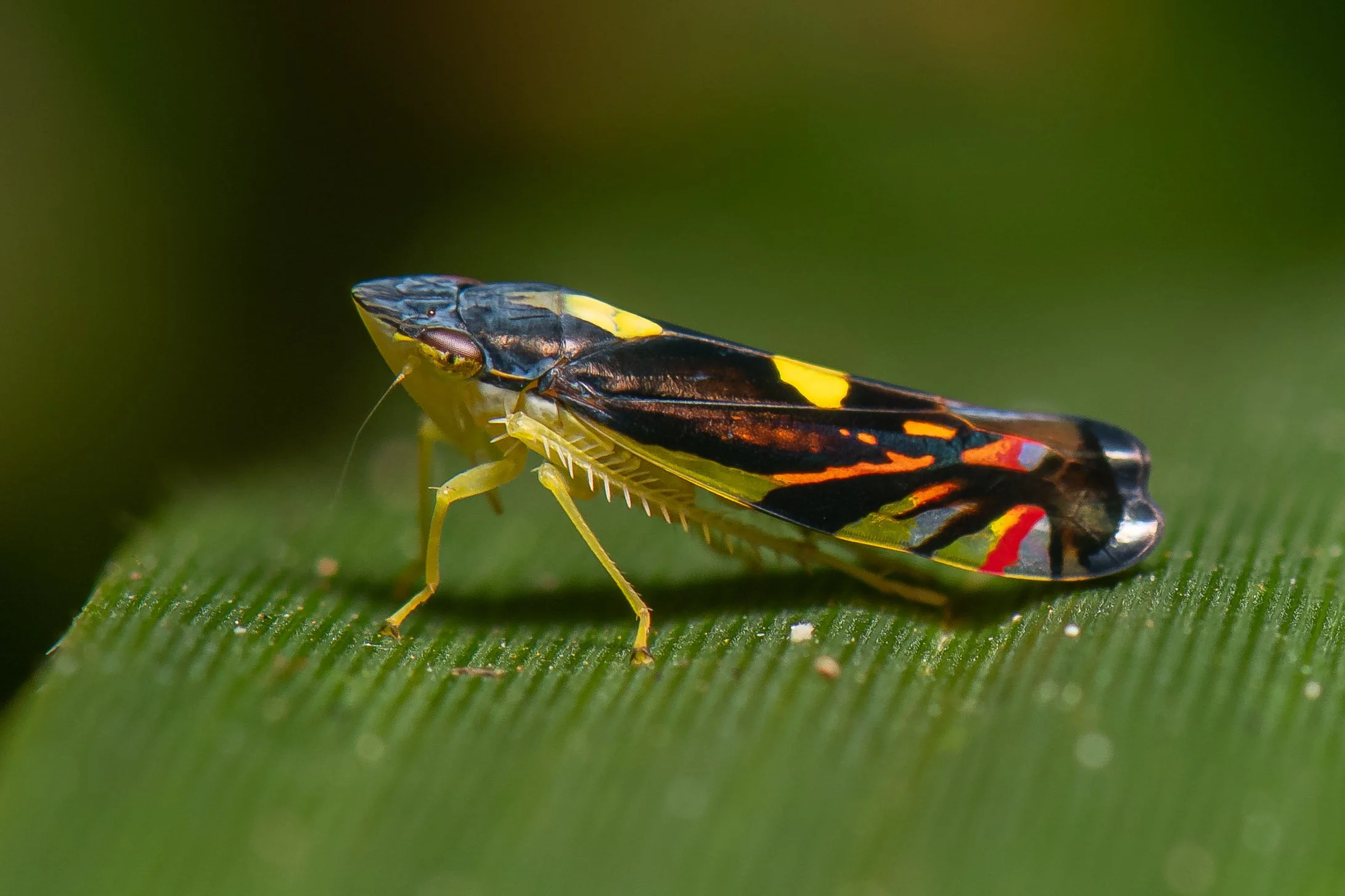 Hemiptera - 23.jpg