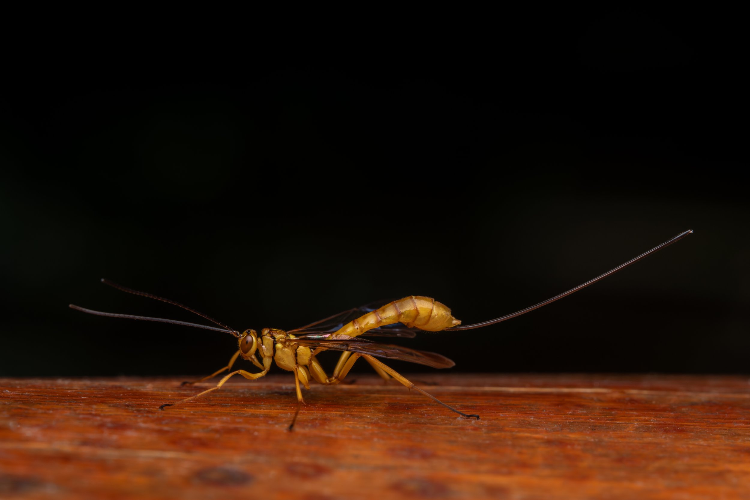 Hymenoptera - 3.jpg