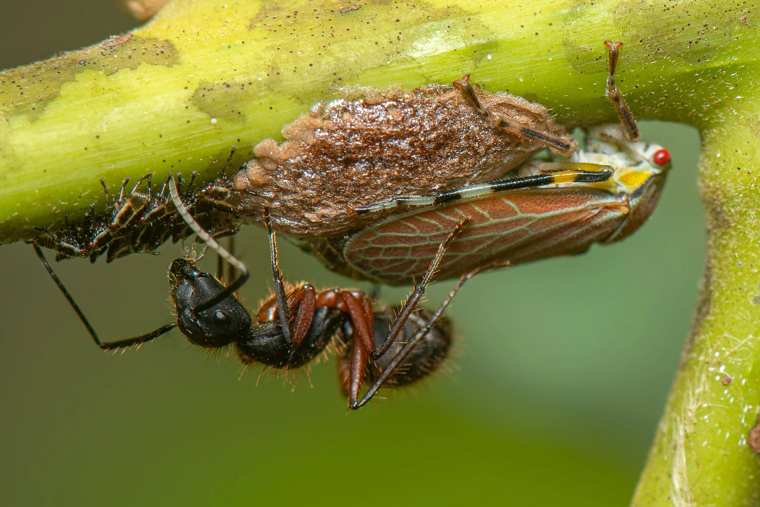 Hymenoptera - 94.jpg