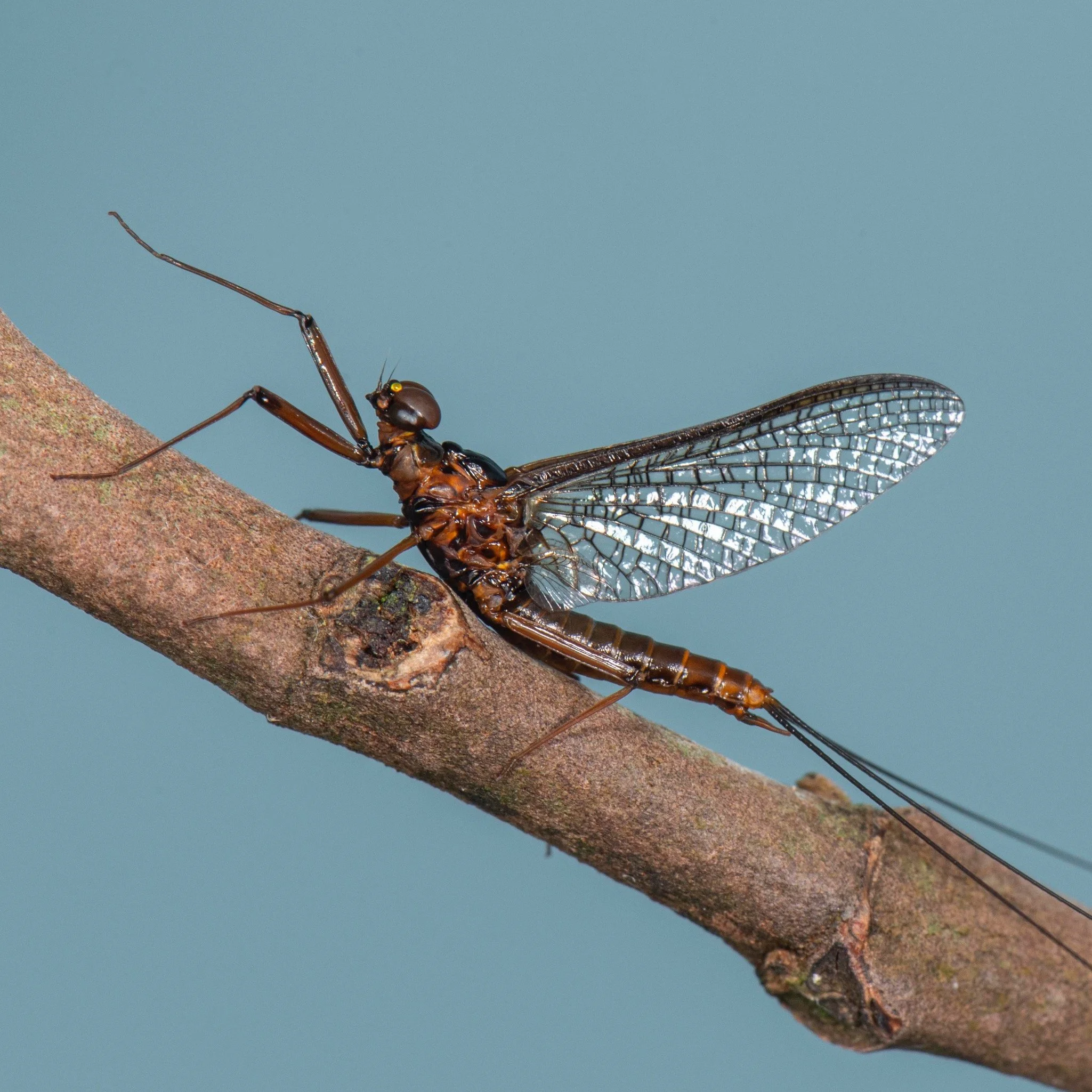 Leptophlebiidae - 21.jpeg