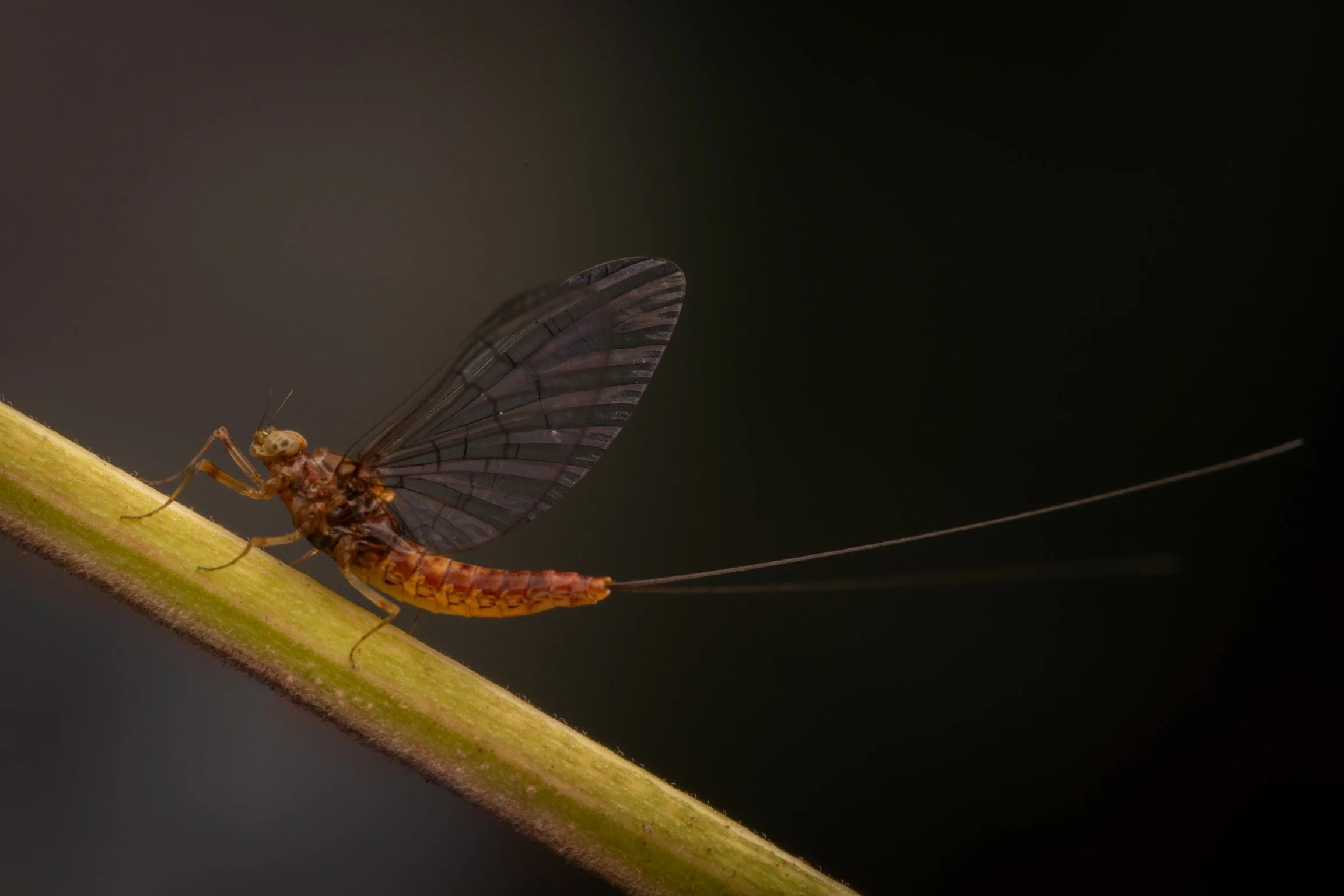Baetidae - 51.jpeg