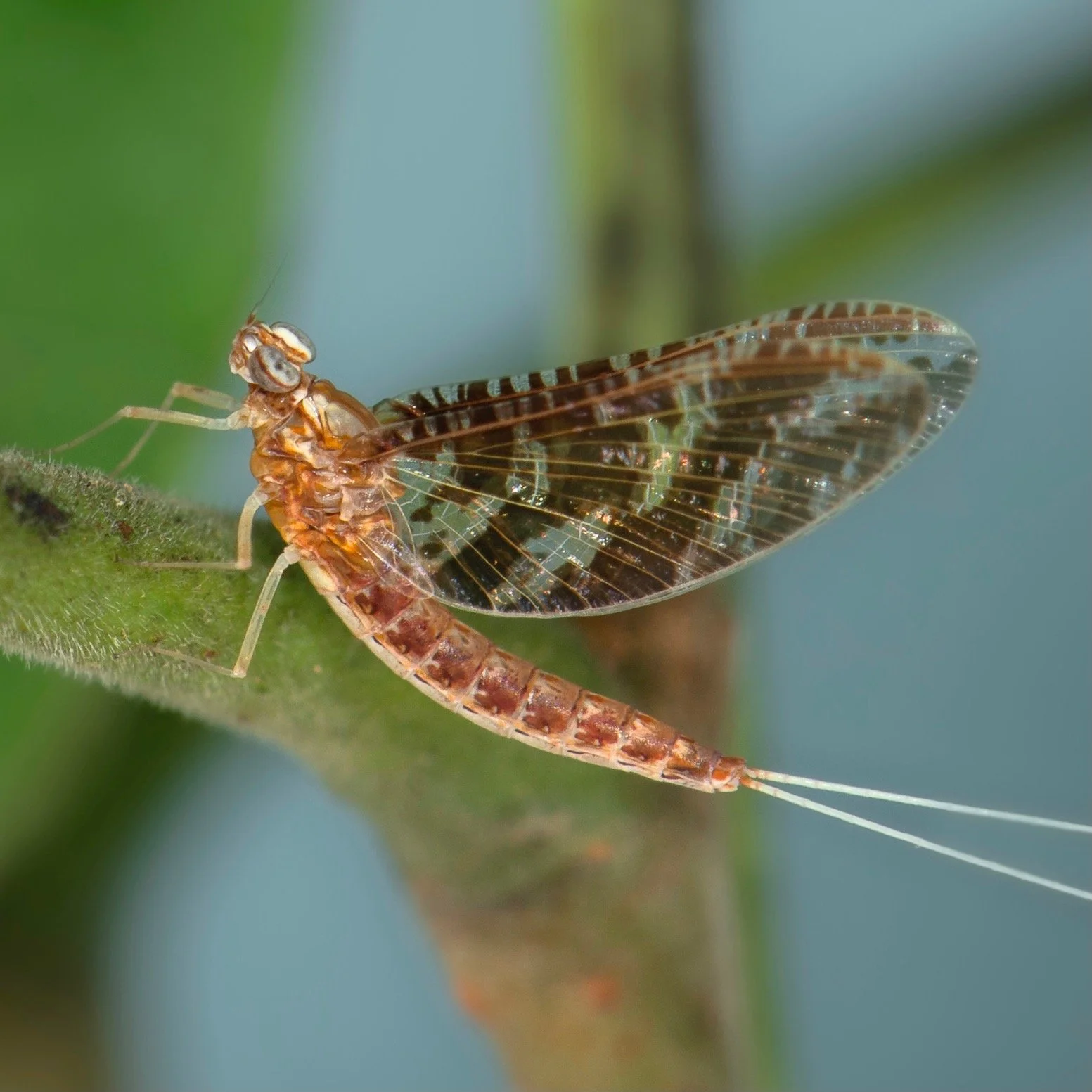 Baetidae - 45.jpeg