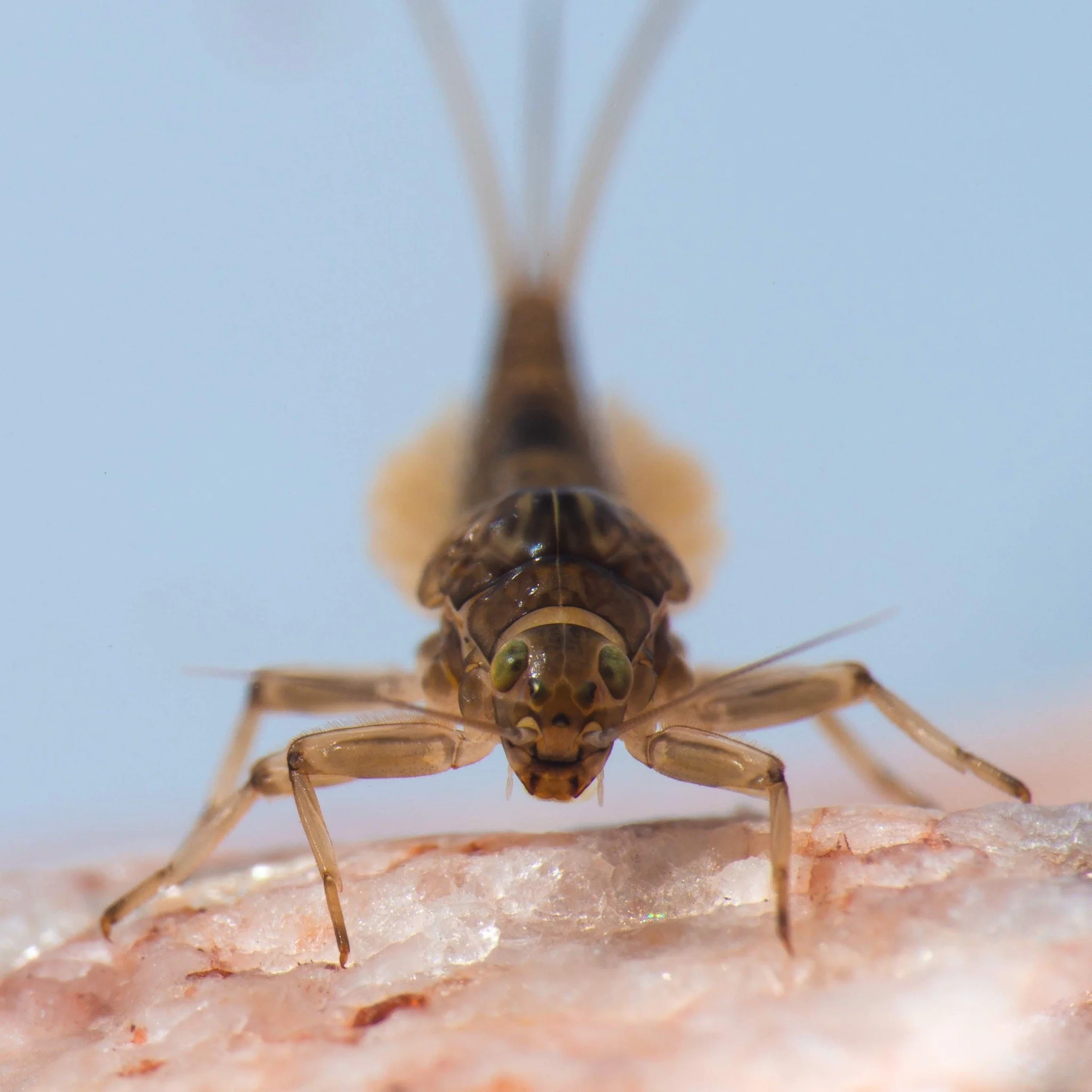 Baetidae - 25 (1).jpeg