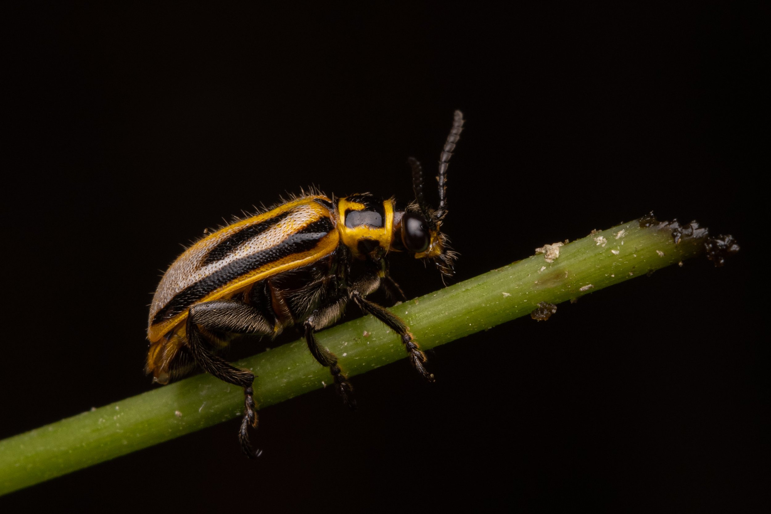 Coleoptera - 70.jpg