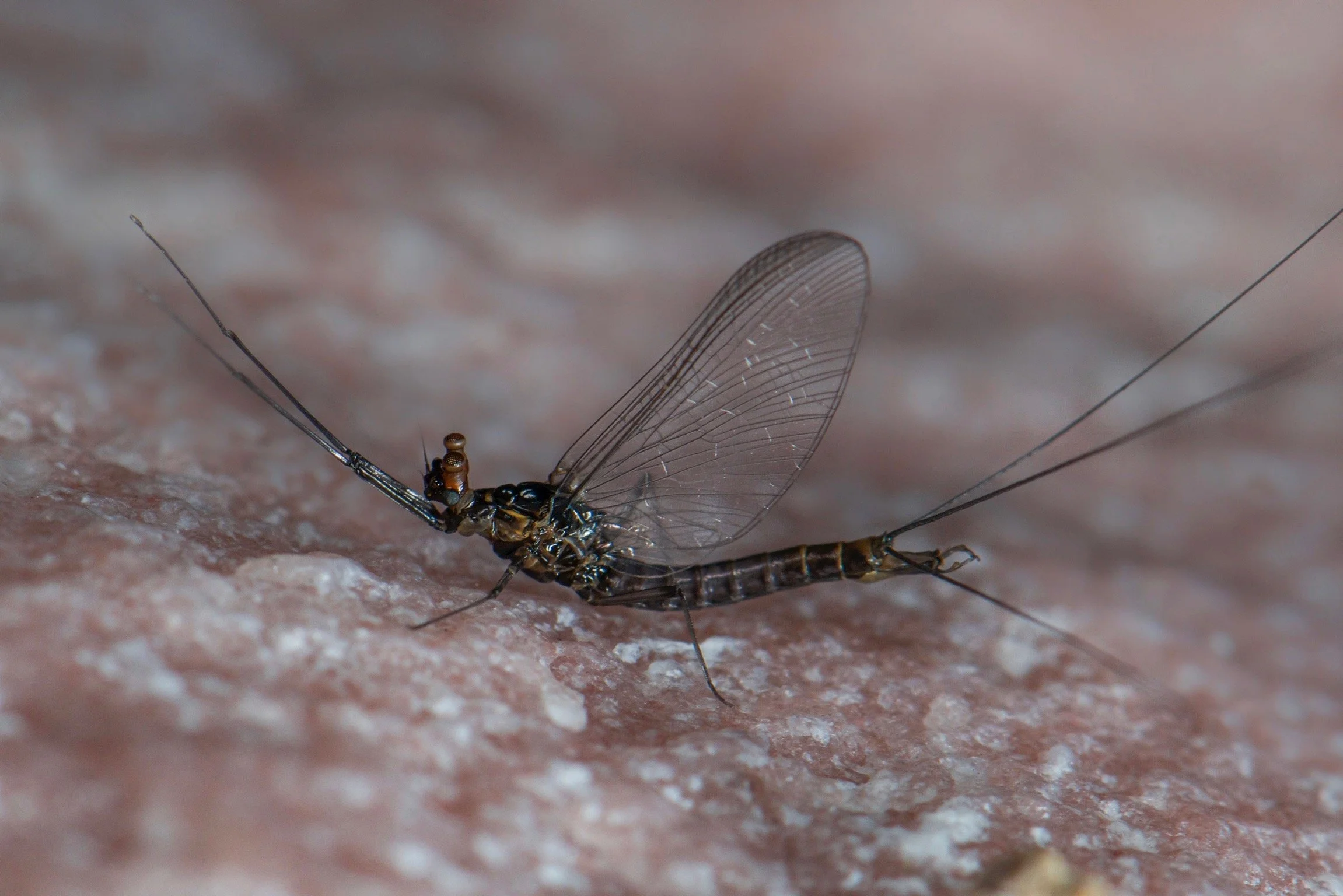 Leptophlebiidae - 14.jpeg