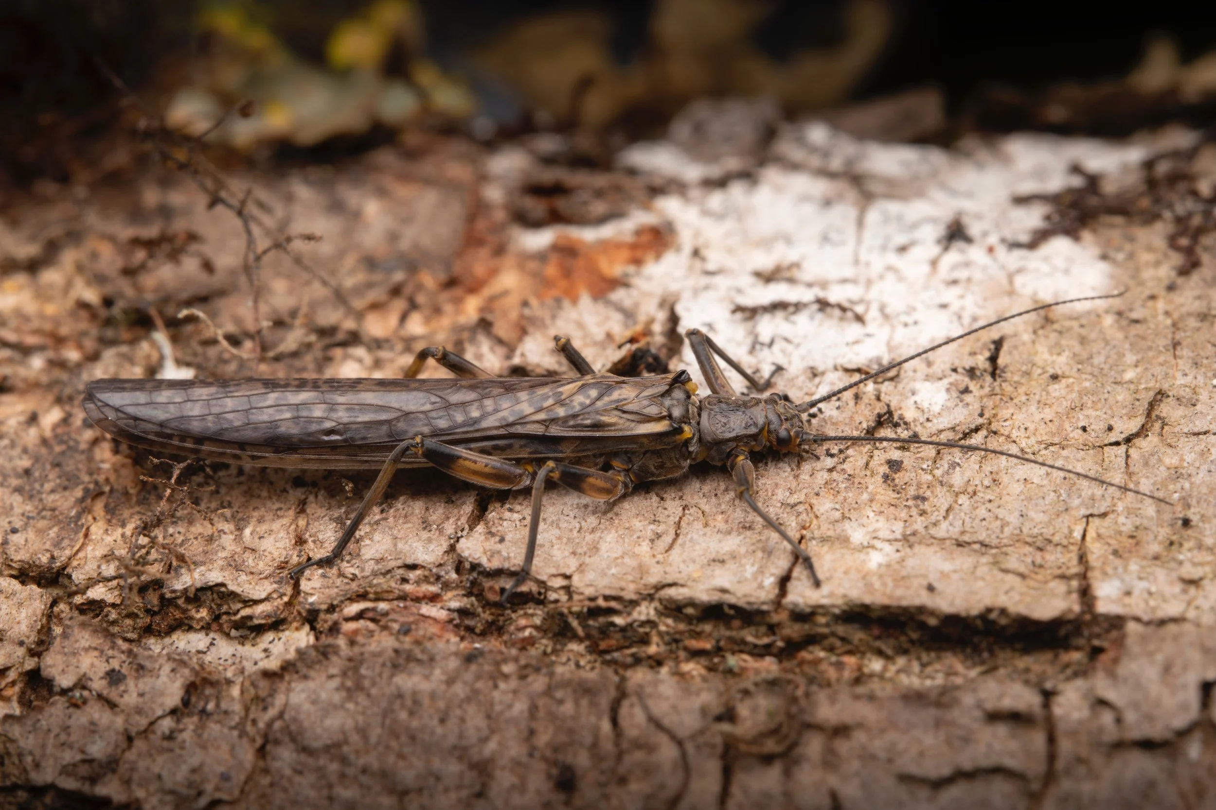 Plecoptera - 4.jpeg