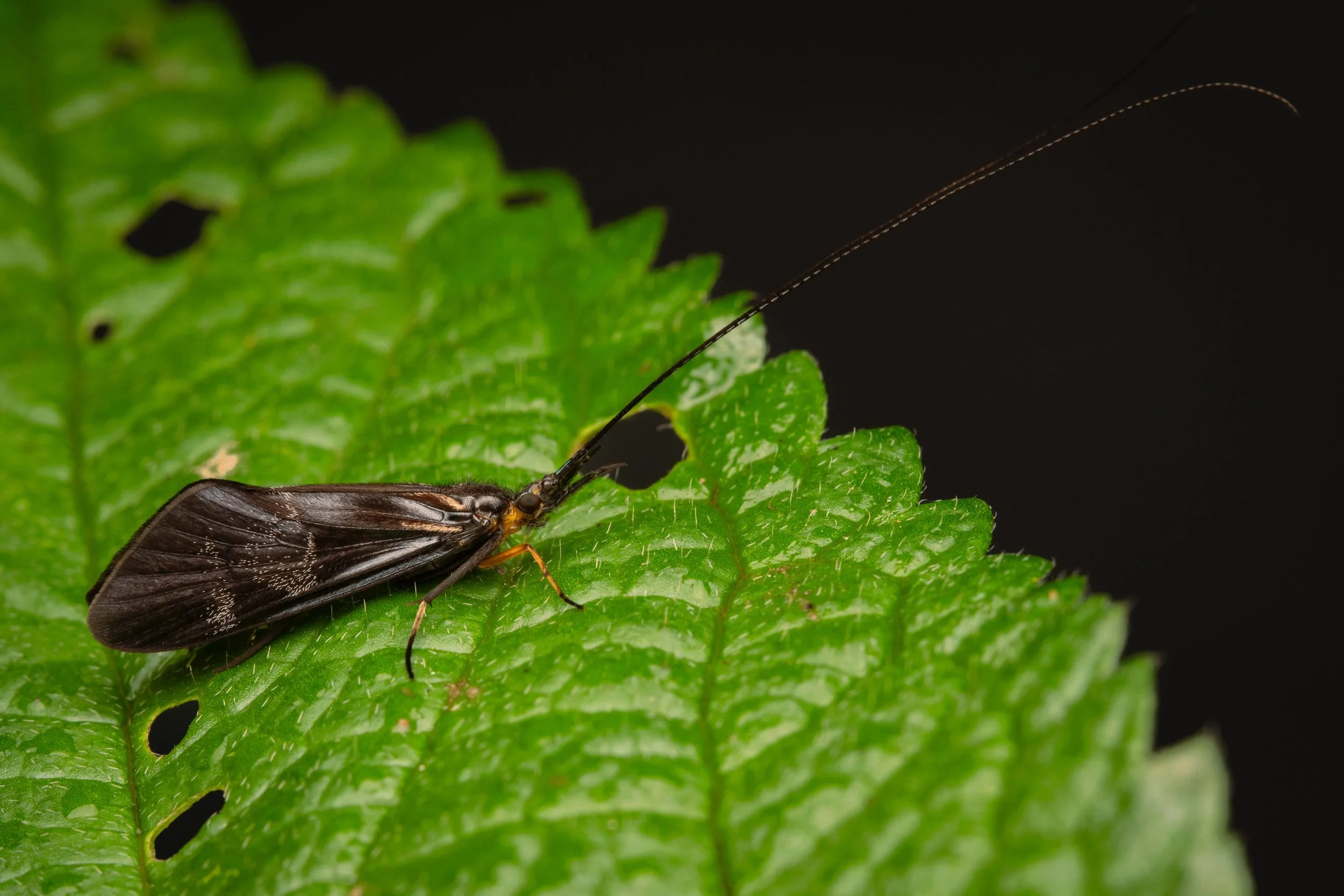 Trichoptera - 10.jpeg