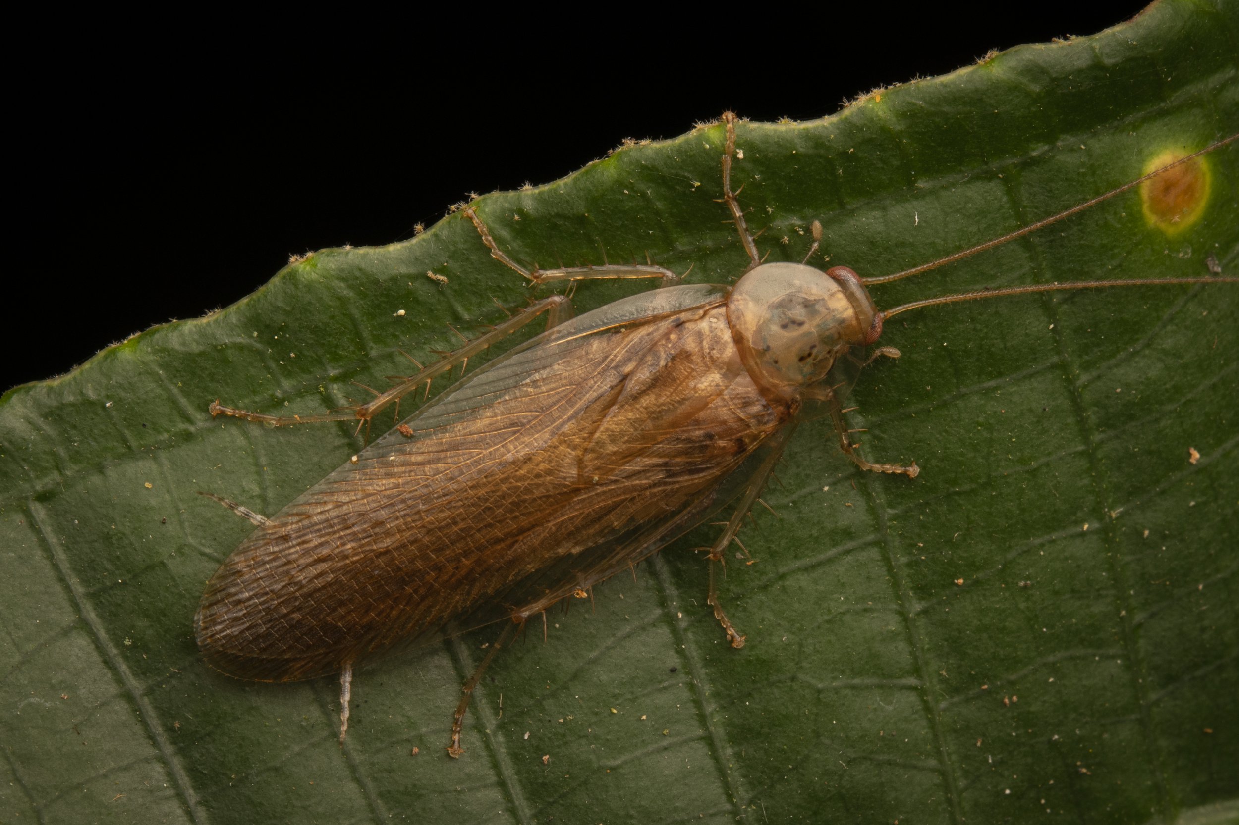 Blattodea - 7.jpg