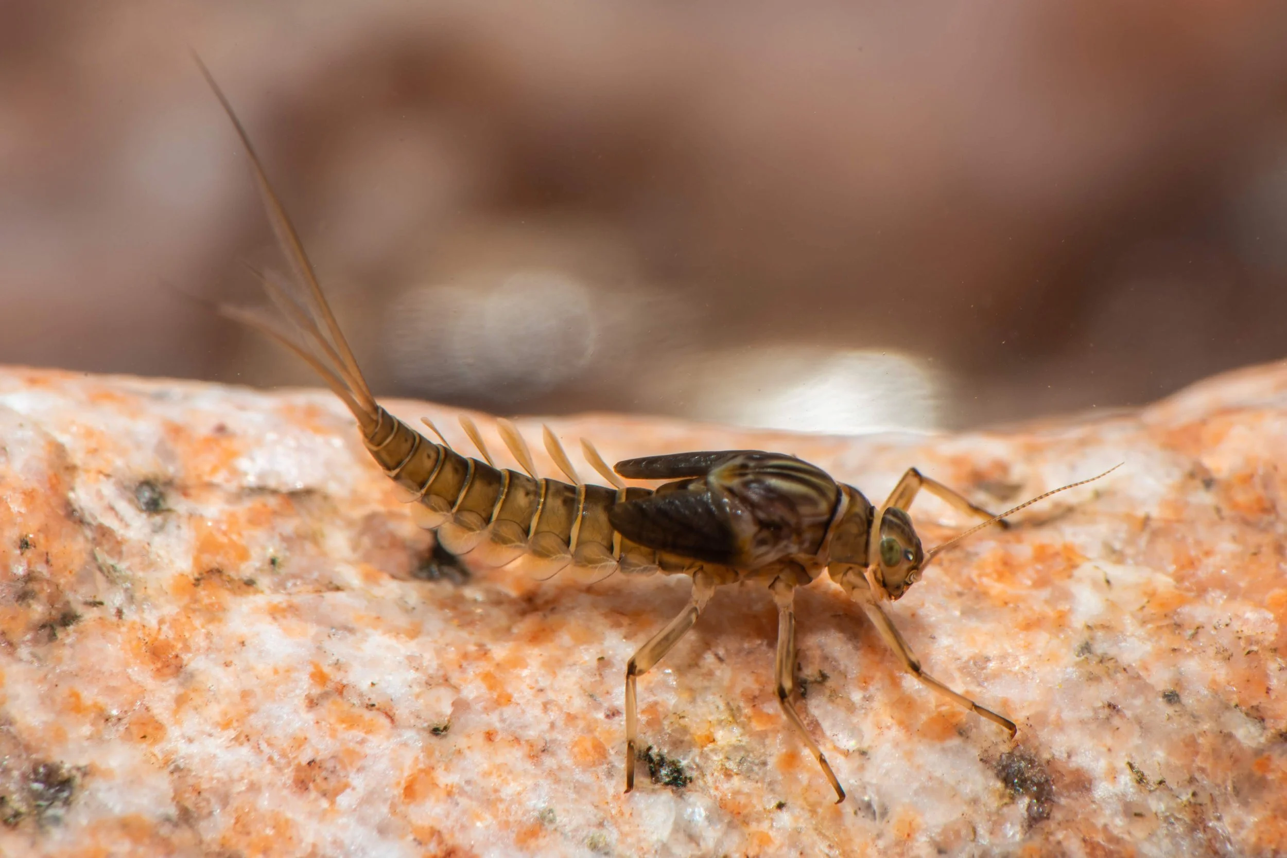 Baetidae - 15 (1).jpeg