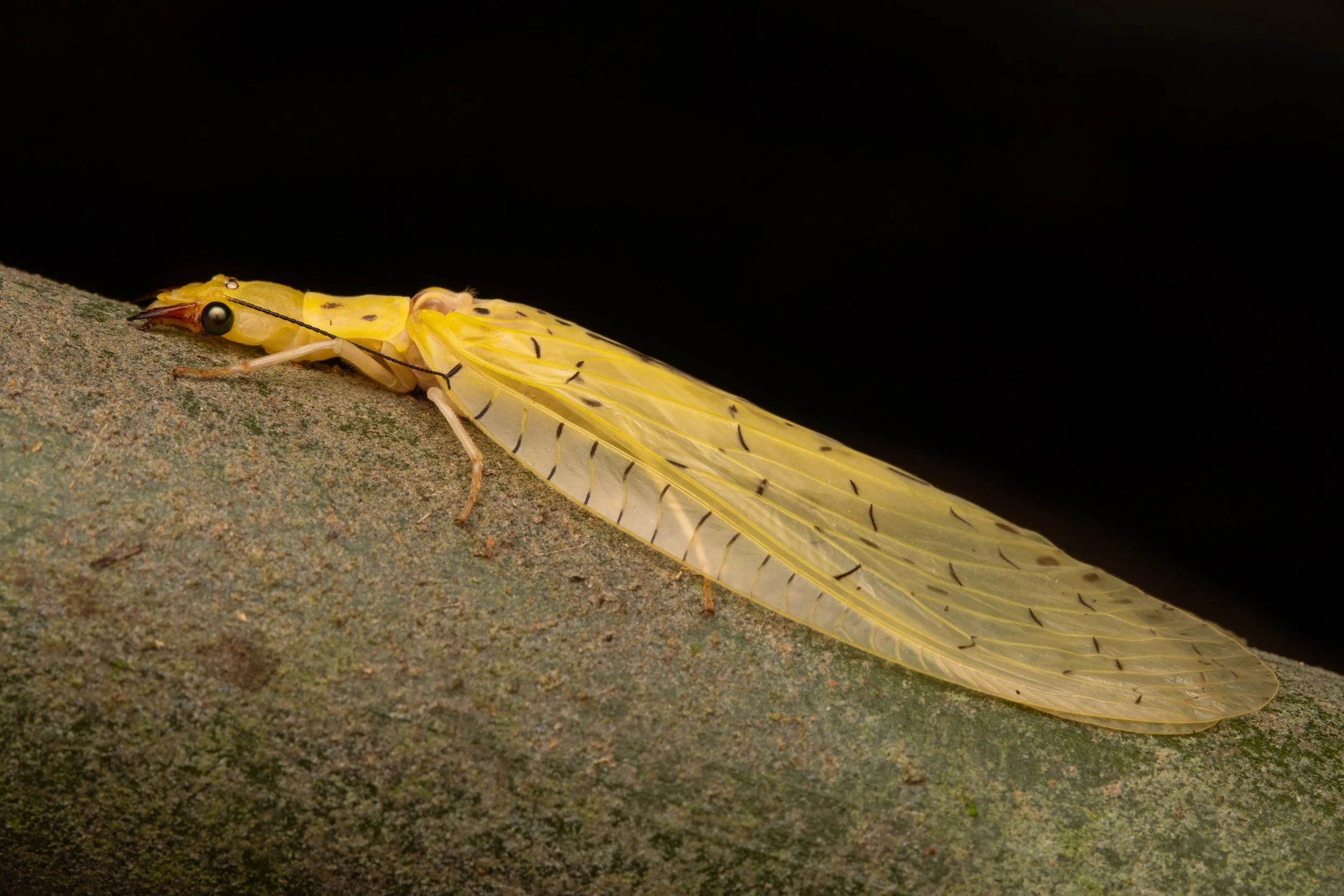 MEGALOPTERA