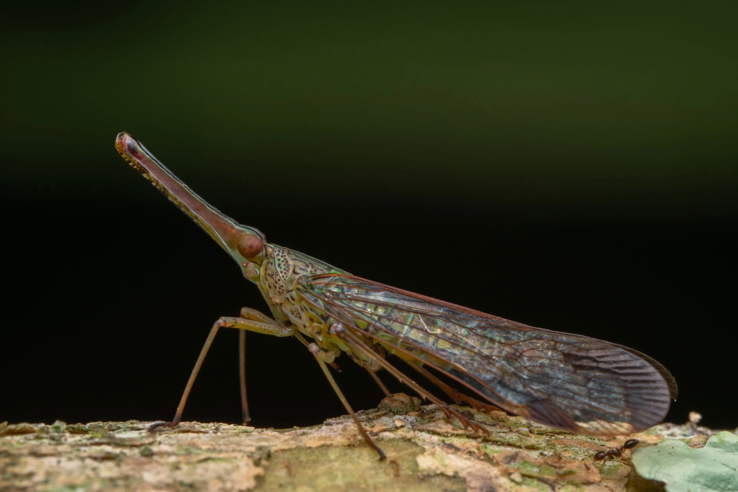 Mata_do_Paraíso - 6.jpeg