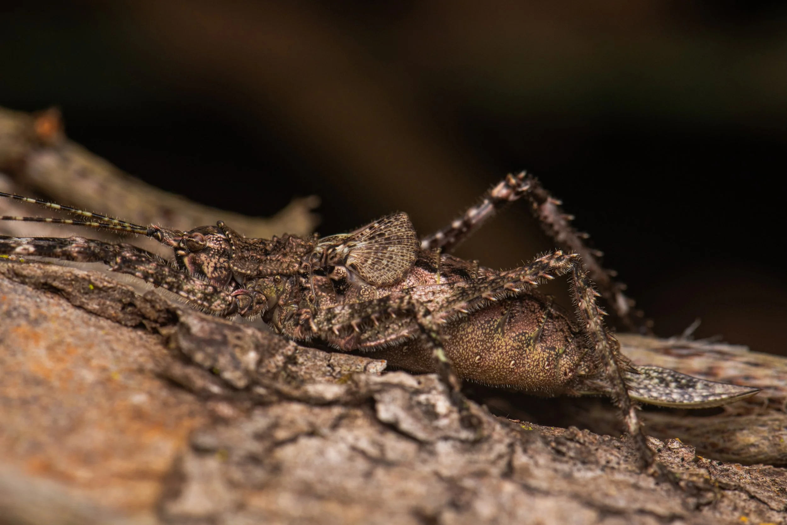 Orthoptera - 61.jpeg