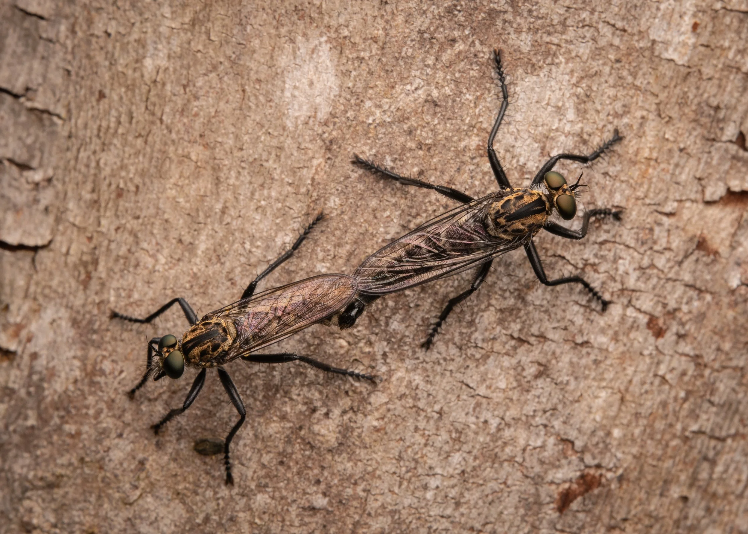 Diptera - 7.jpg