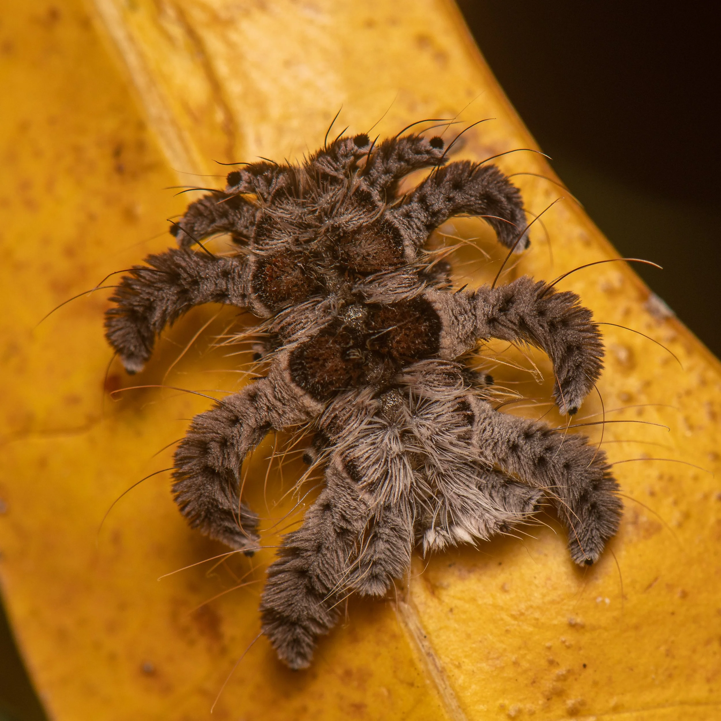 Lepidoptera - 46.jpg