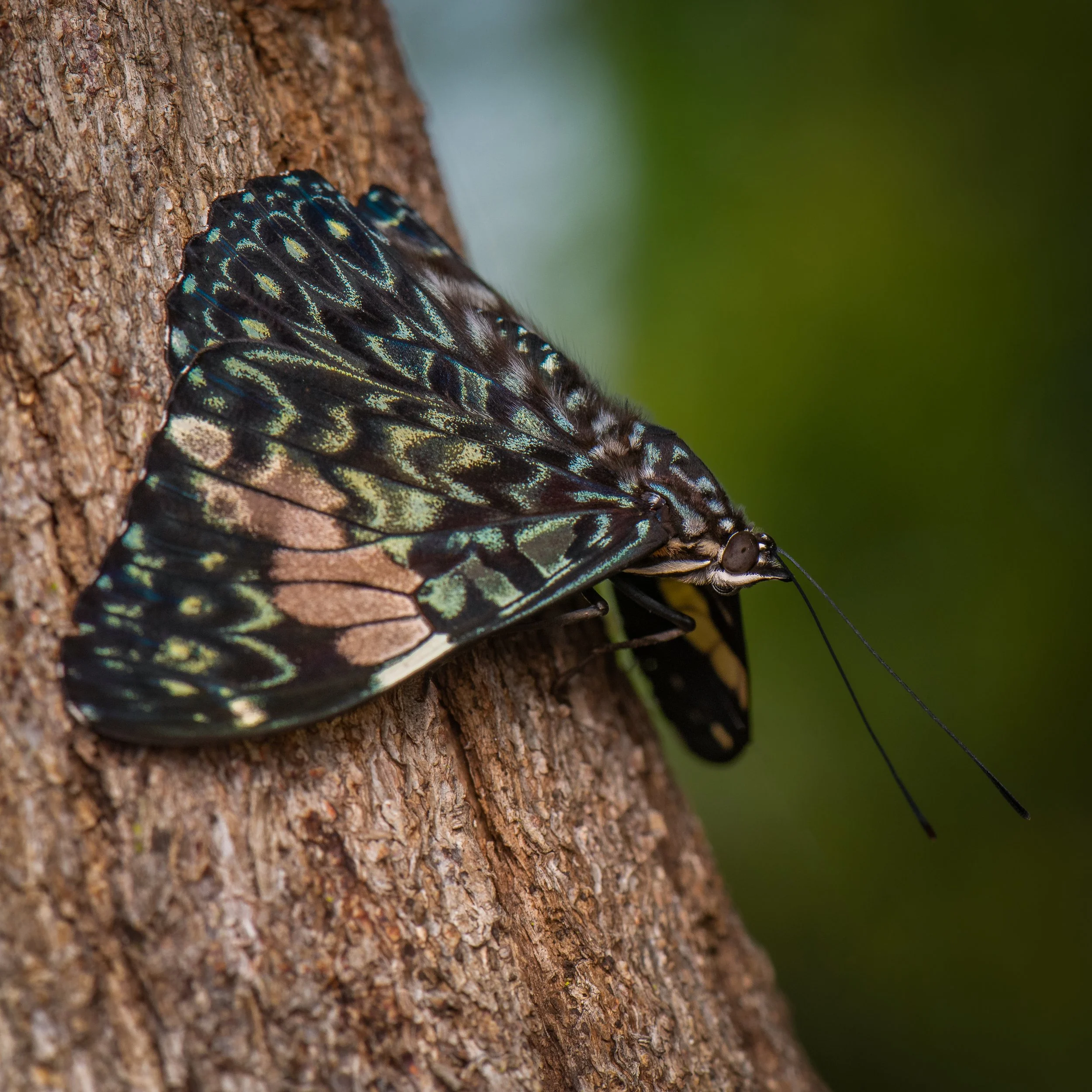 Lepidoptera - 37.jpg