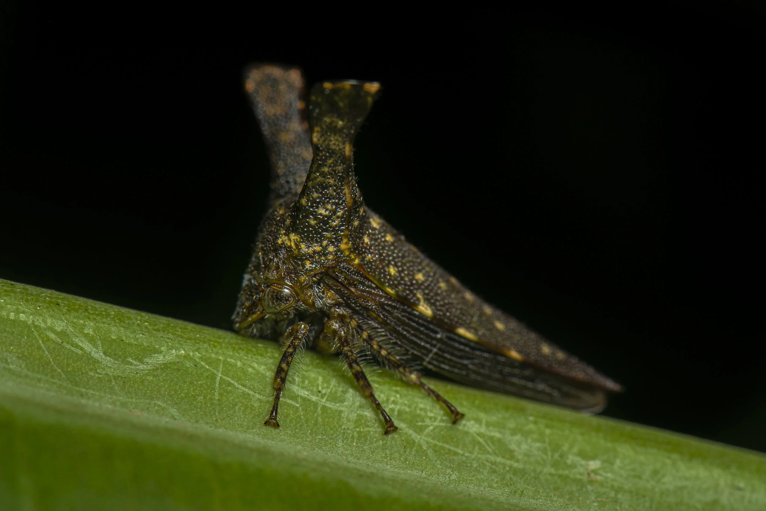 Hemiptera - 42.JPG