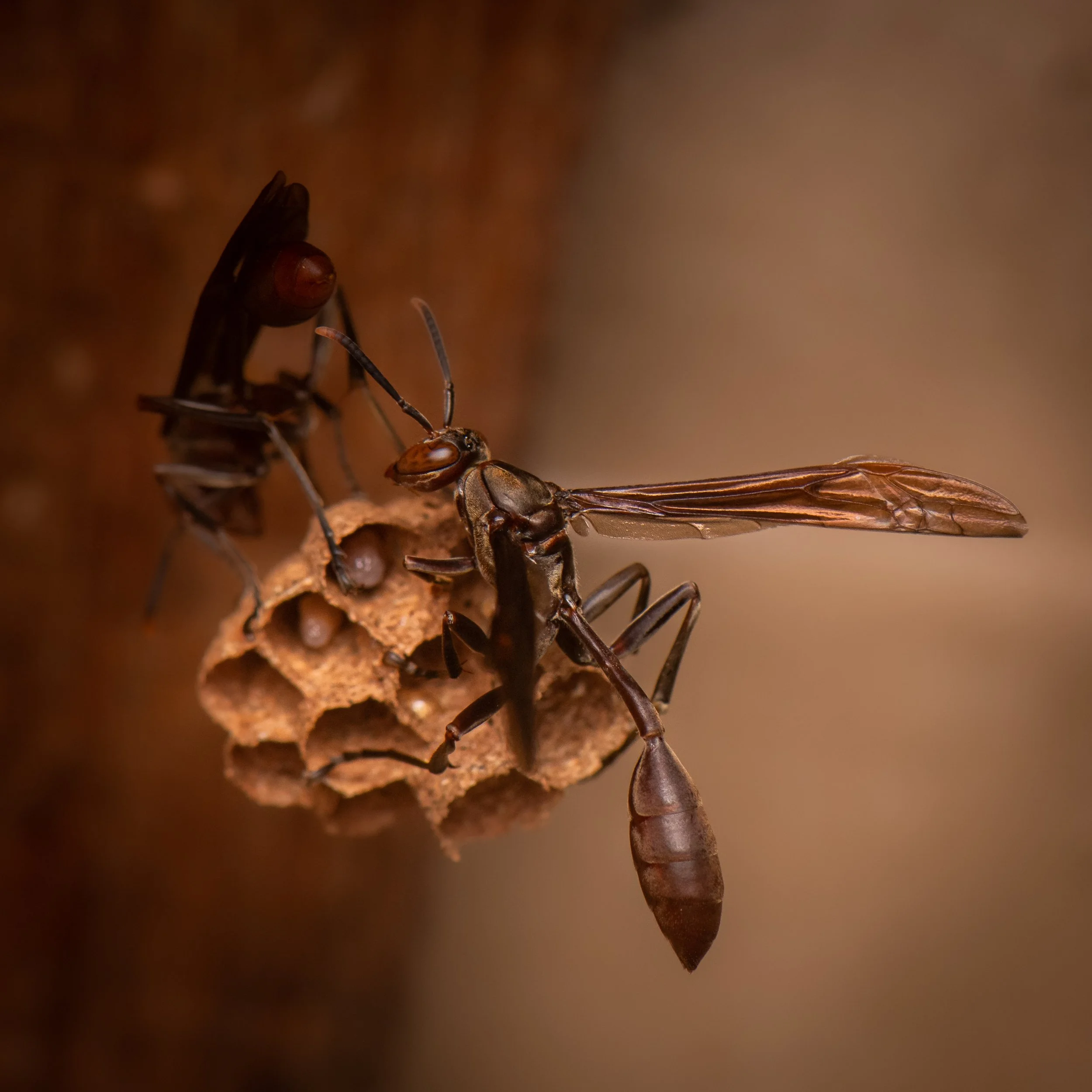 Hymenoptera - 72.jpg