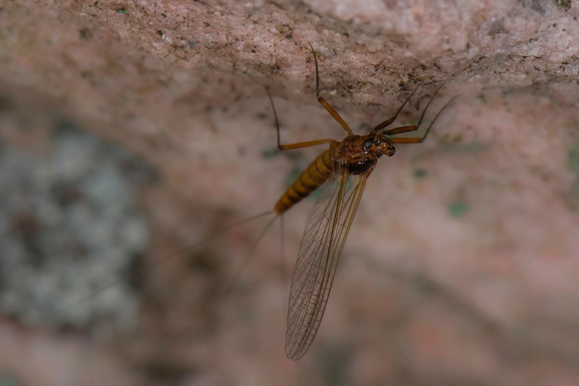 Leptophlebiidae - 17.jpeg