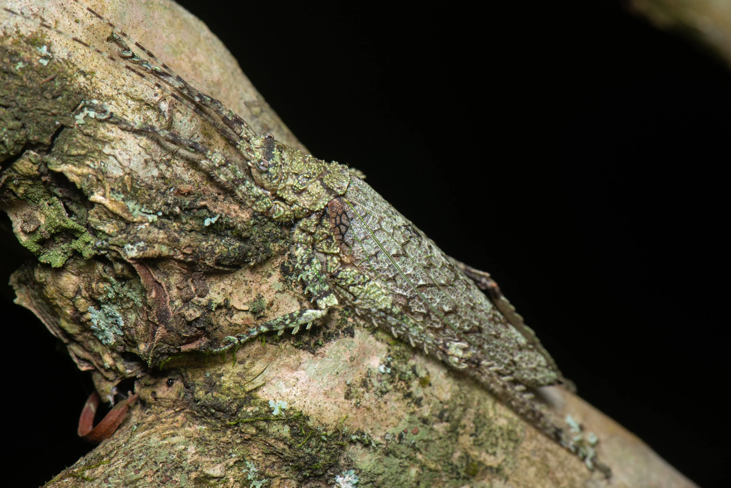 Orthoptera - 100.jpeg