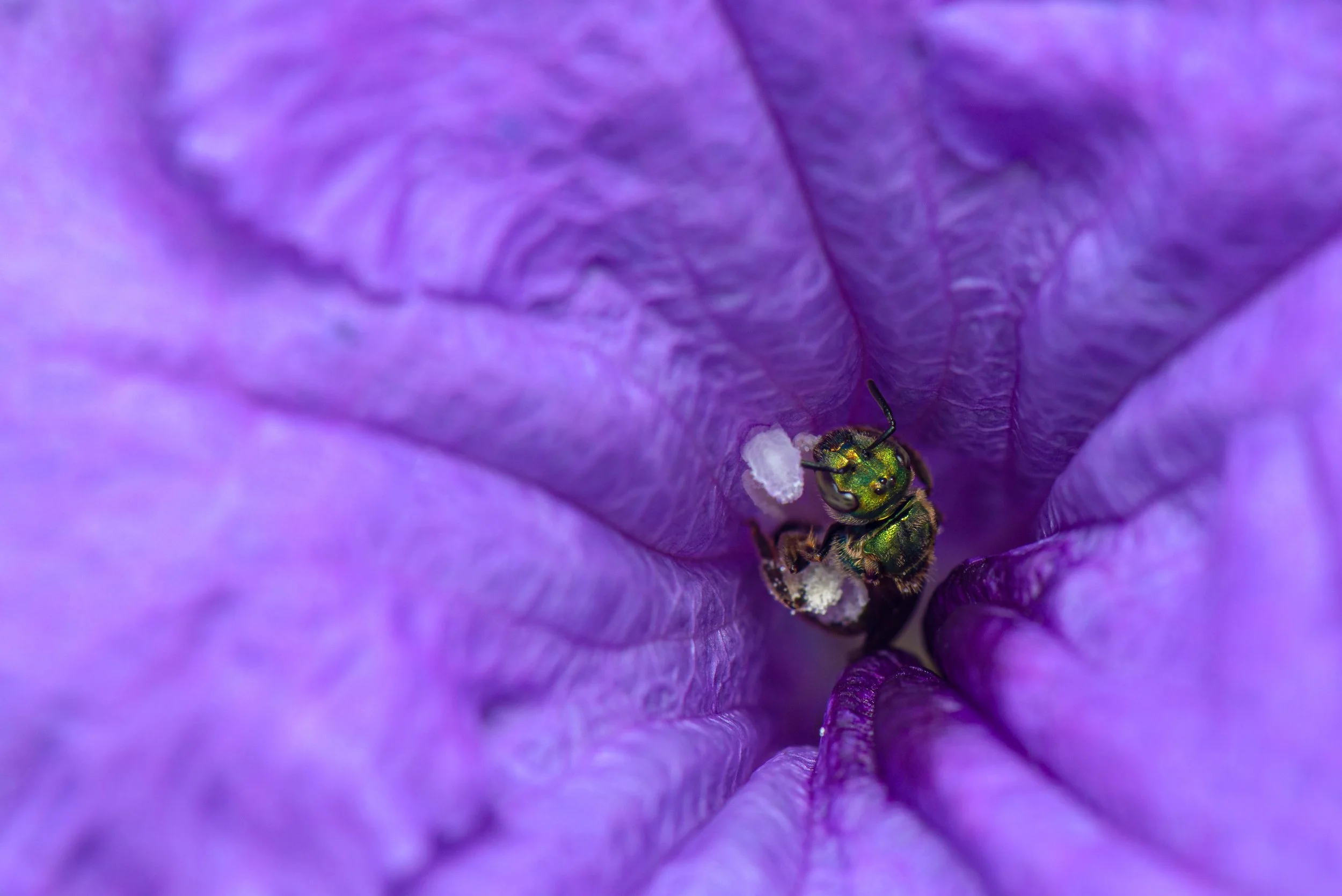 Hymenoptera - 104.jpg