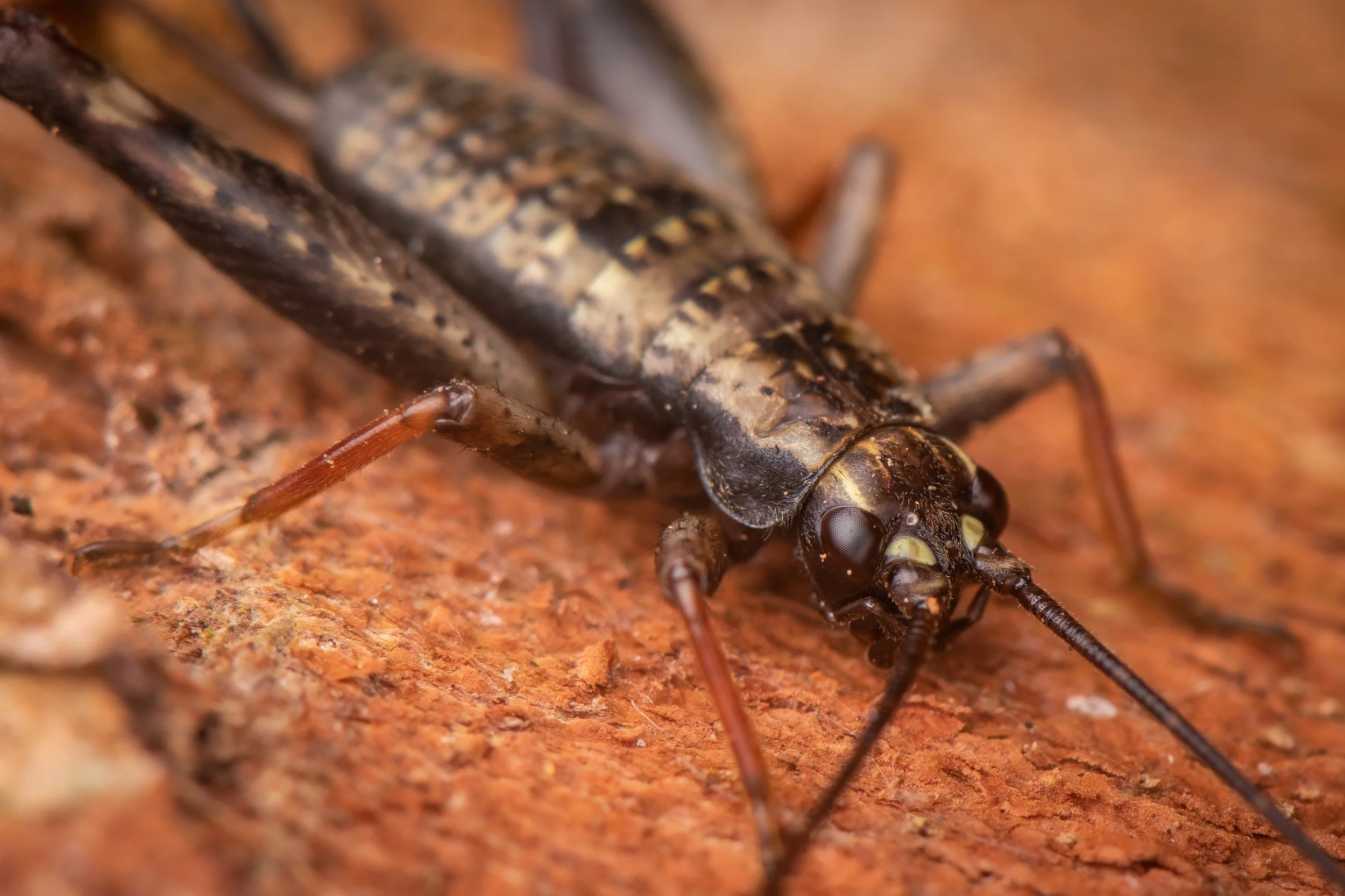 Orthoptera - 62.jpeg