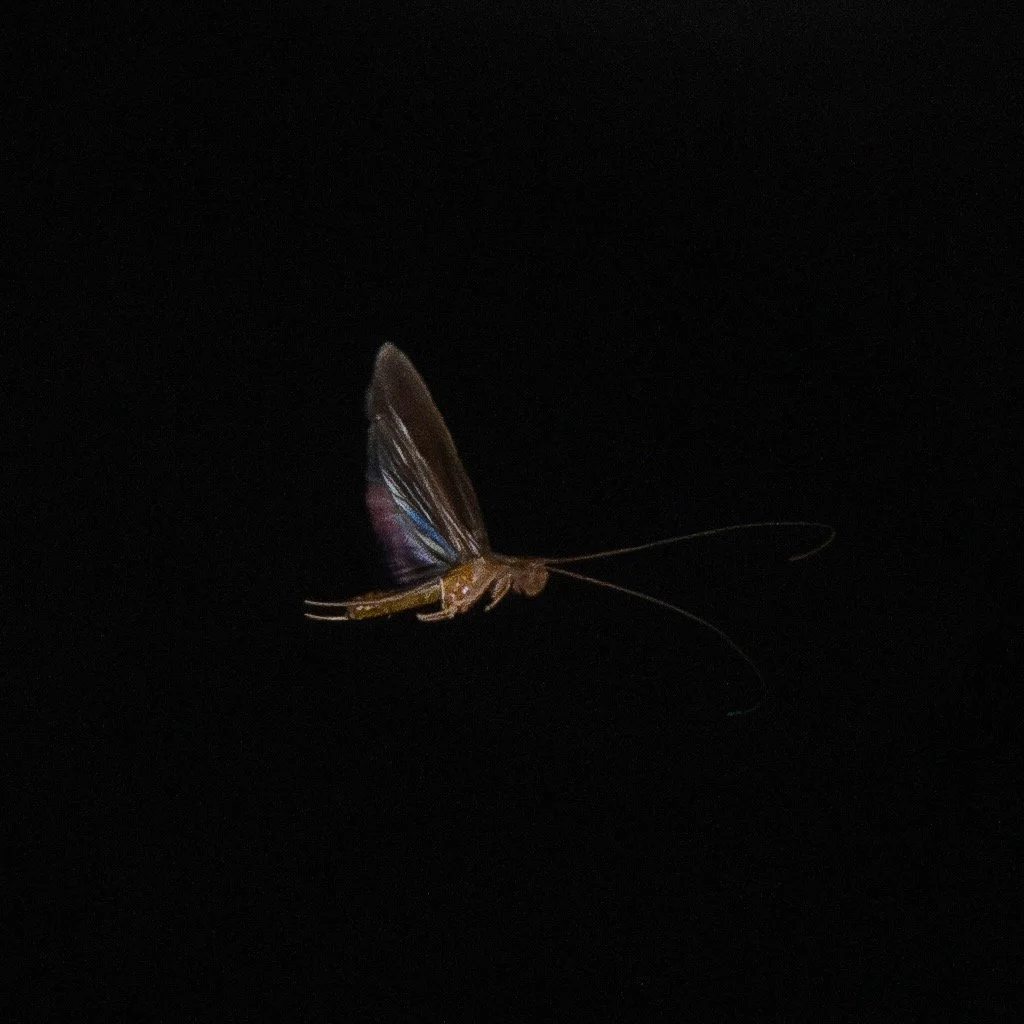 Trichoptera - 13.jpeg