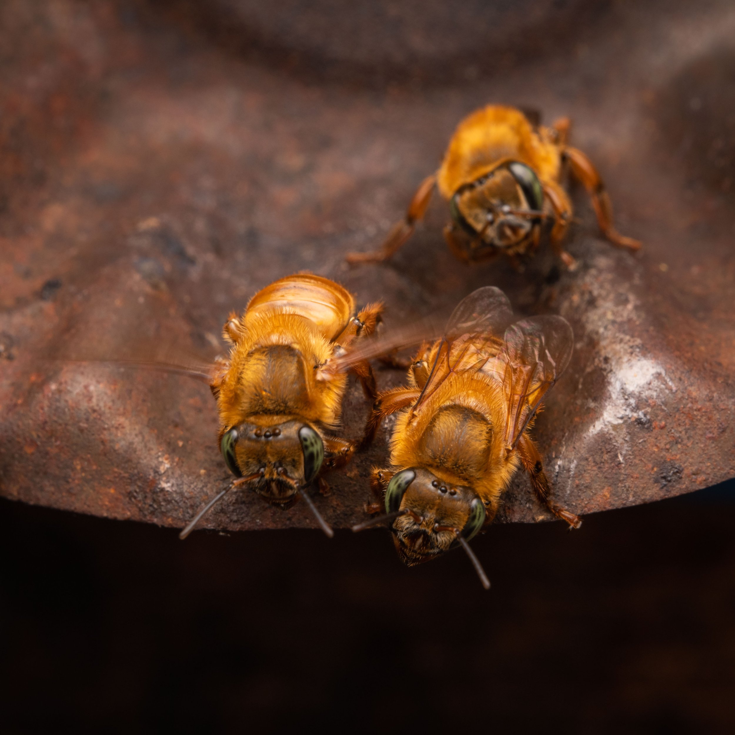 Hymenoptera - 50.jpg