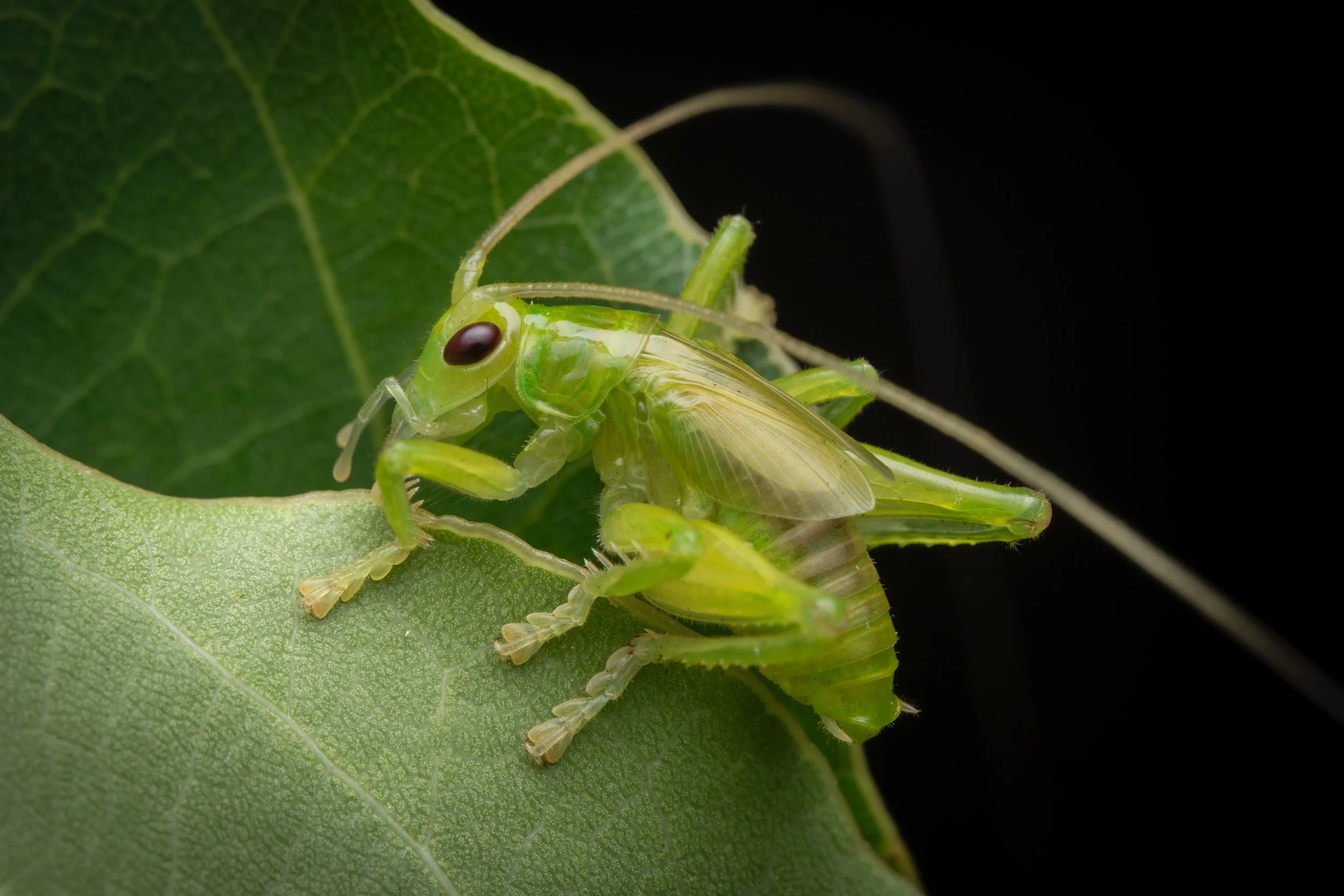 Orthoptera - 2 (1).jpeg