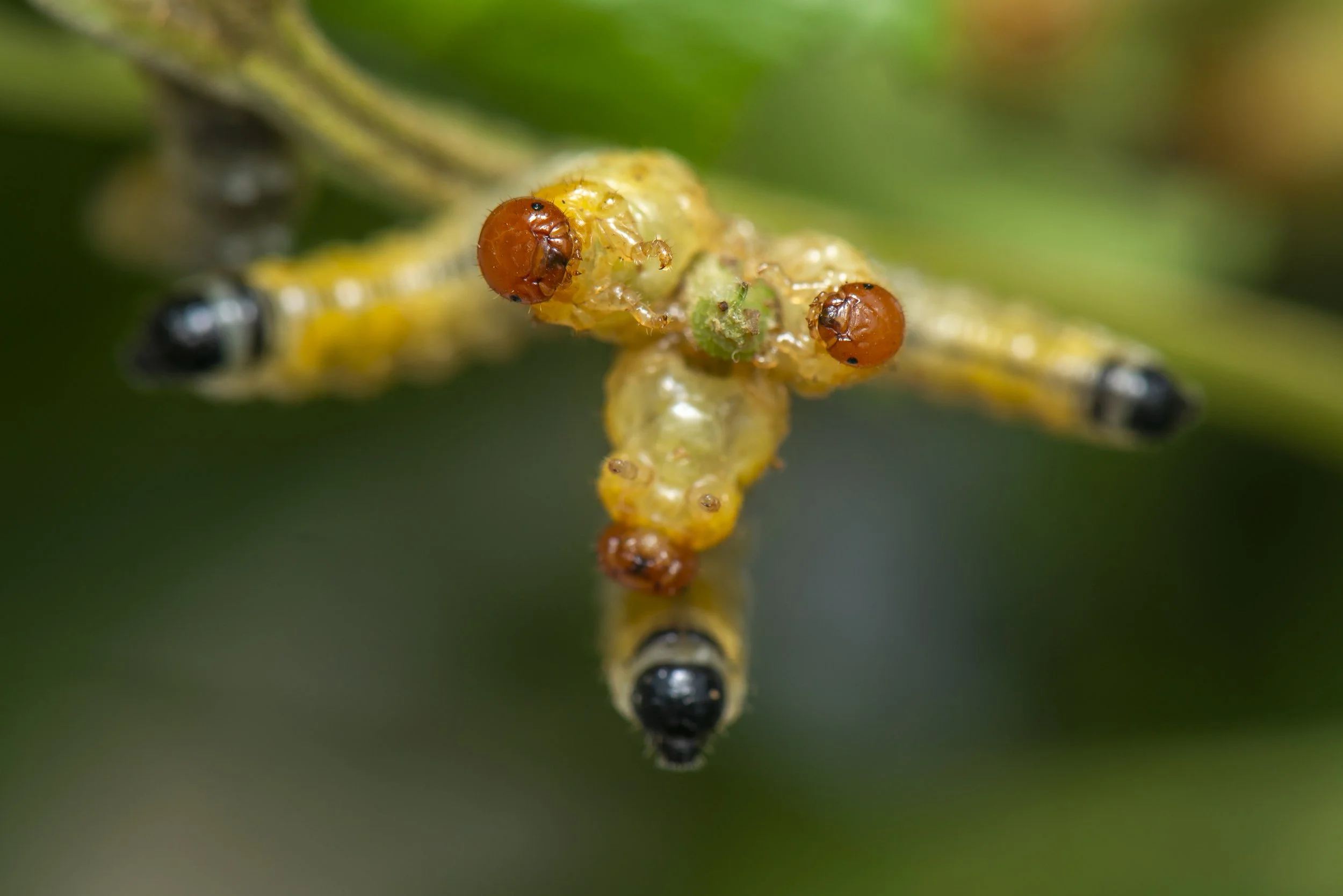 Hymenoptera - 90.JPG