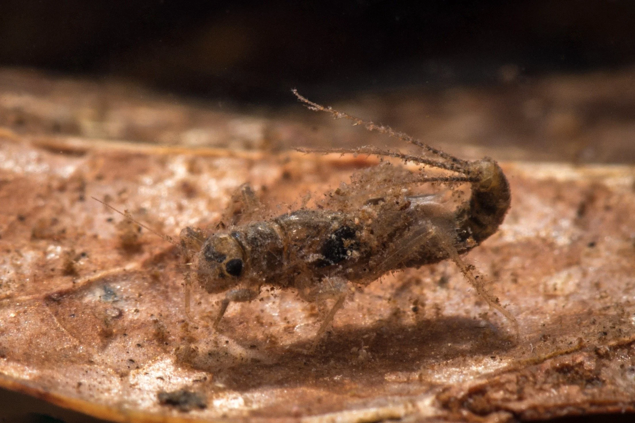 Leptohyphidae - 2.jpeg