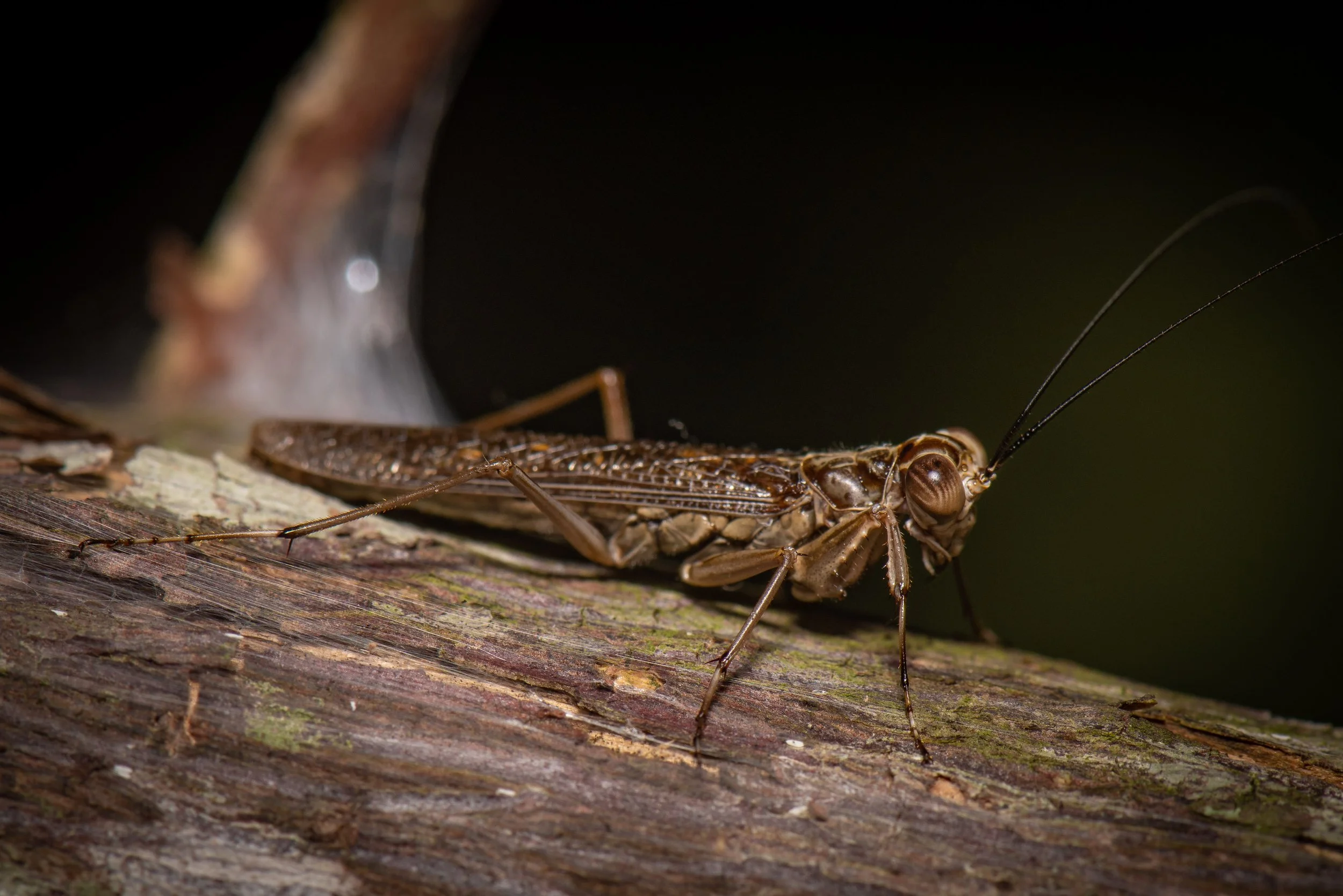 Mantodea - 65.jpg