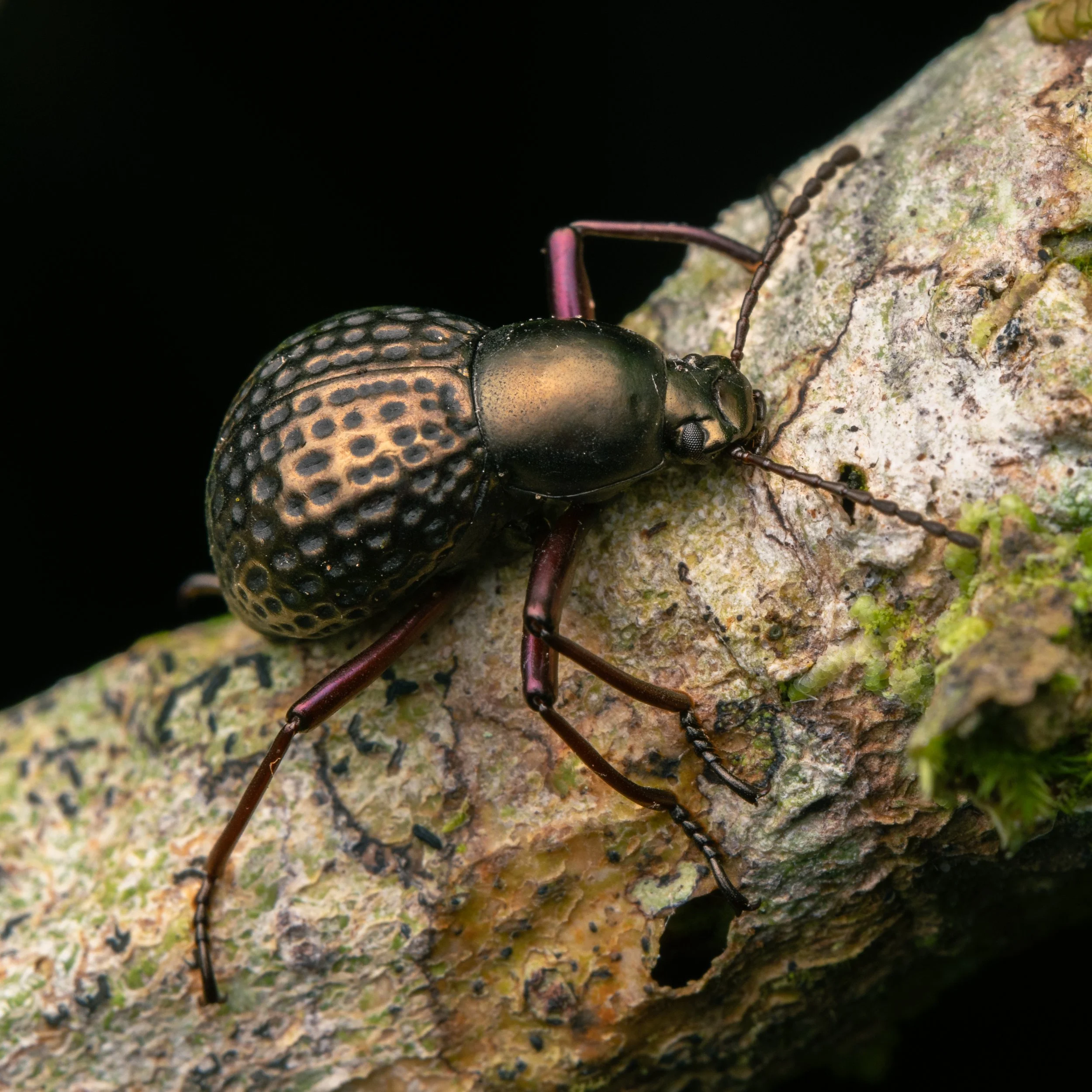Coleoptera - 43.jpg