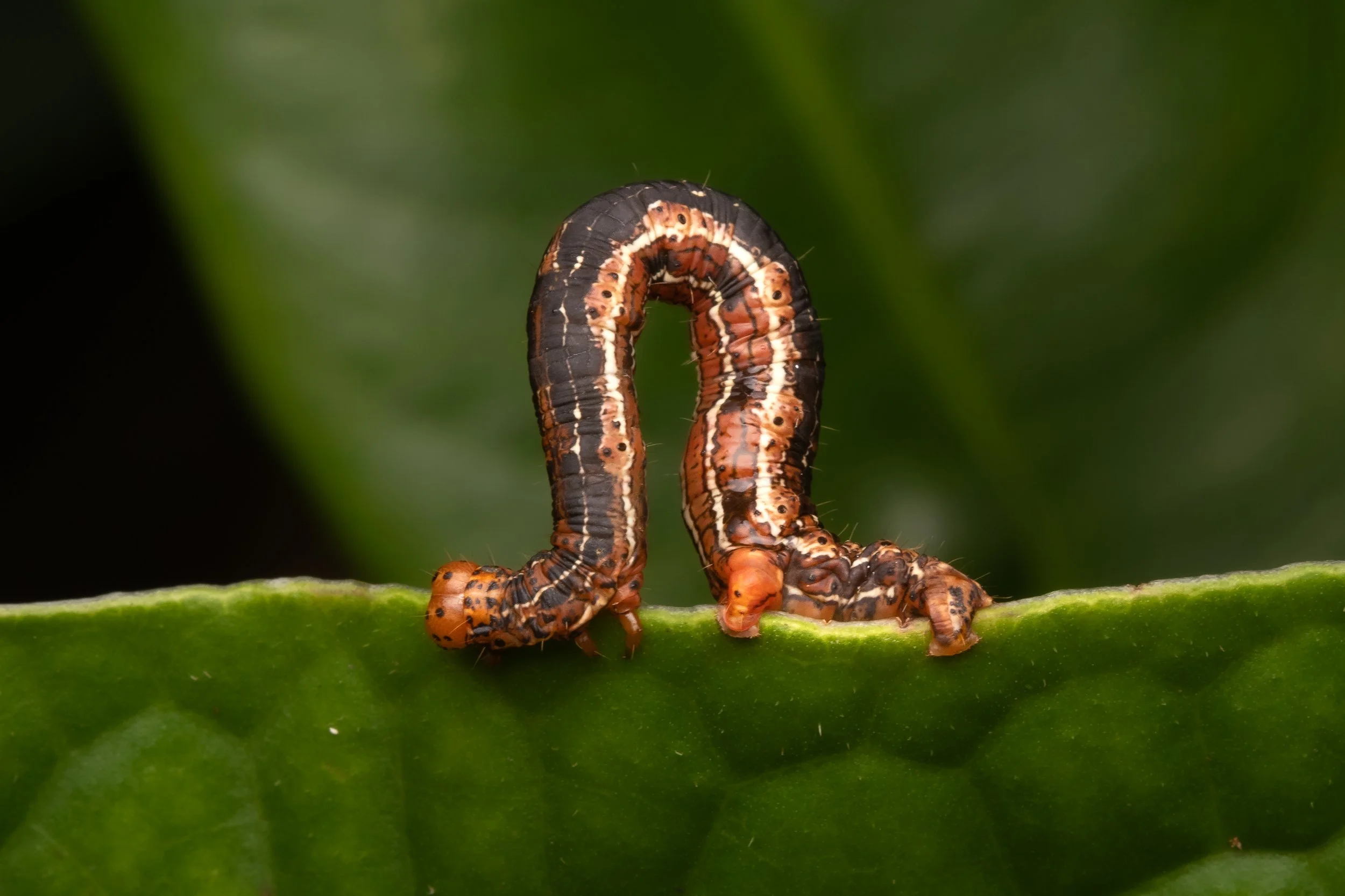 Lepidoptera - 26.jpg