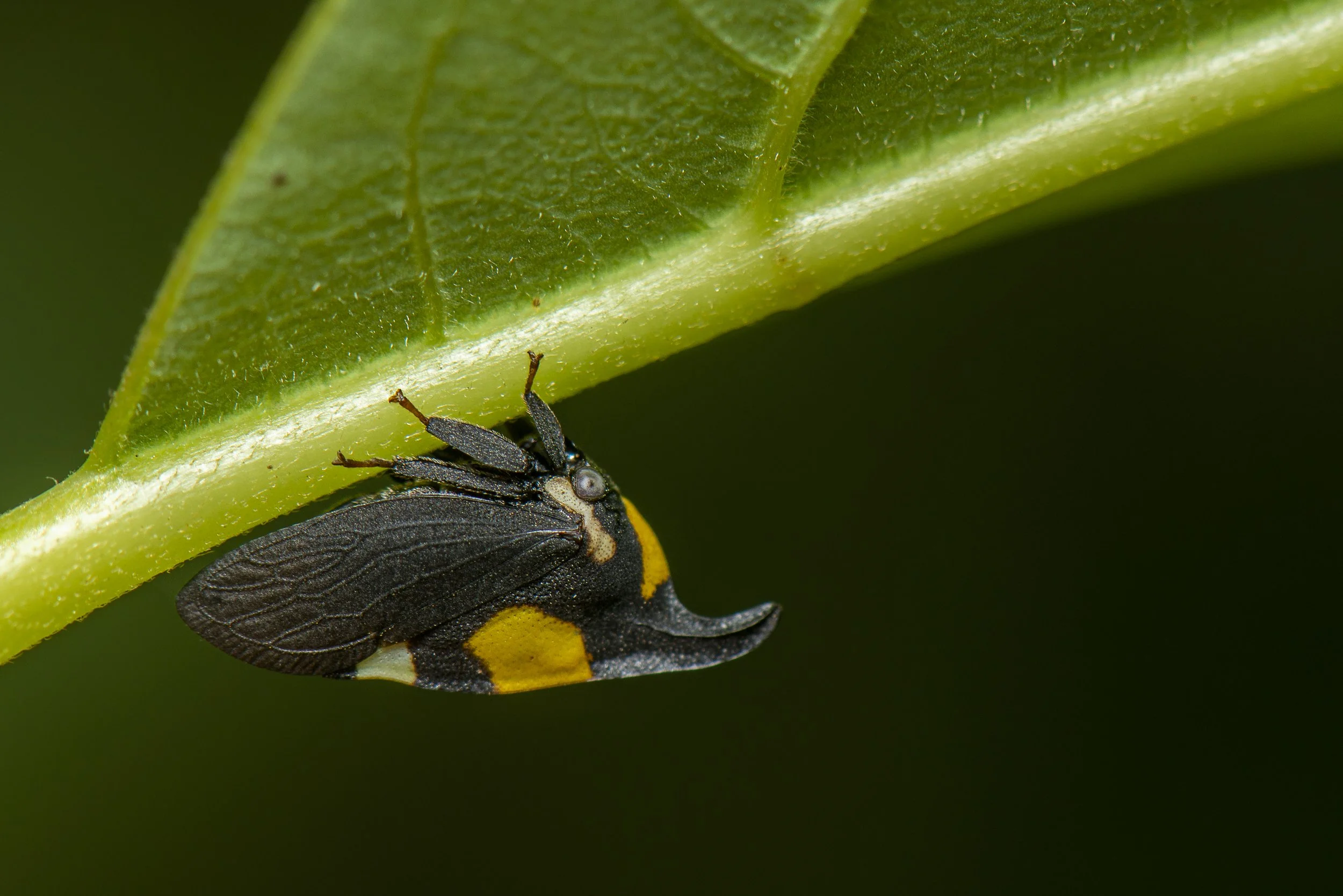 Hemiptera - 35.JPG
