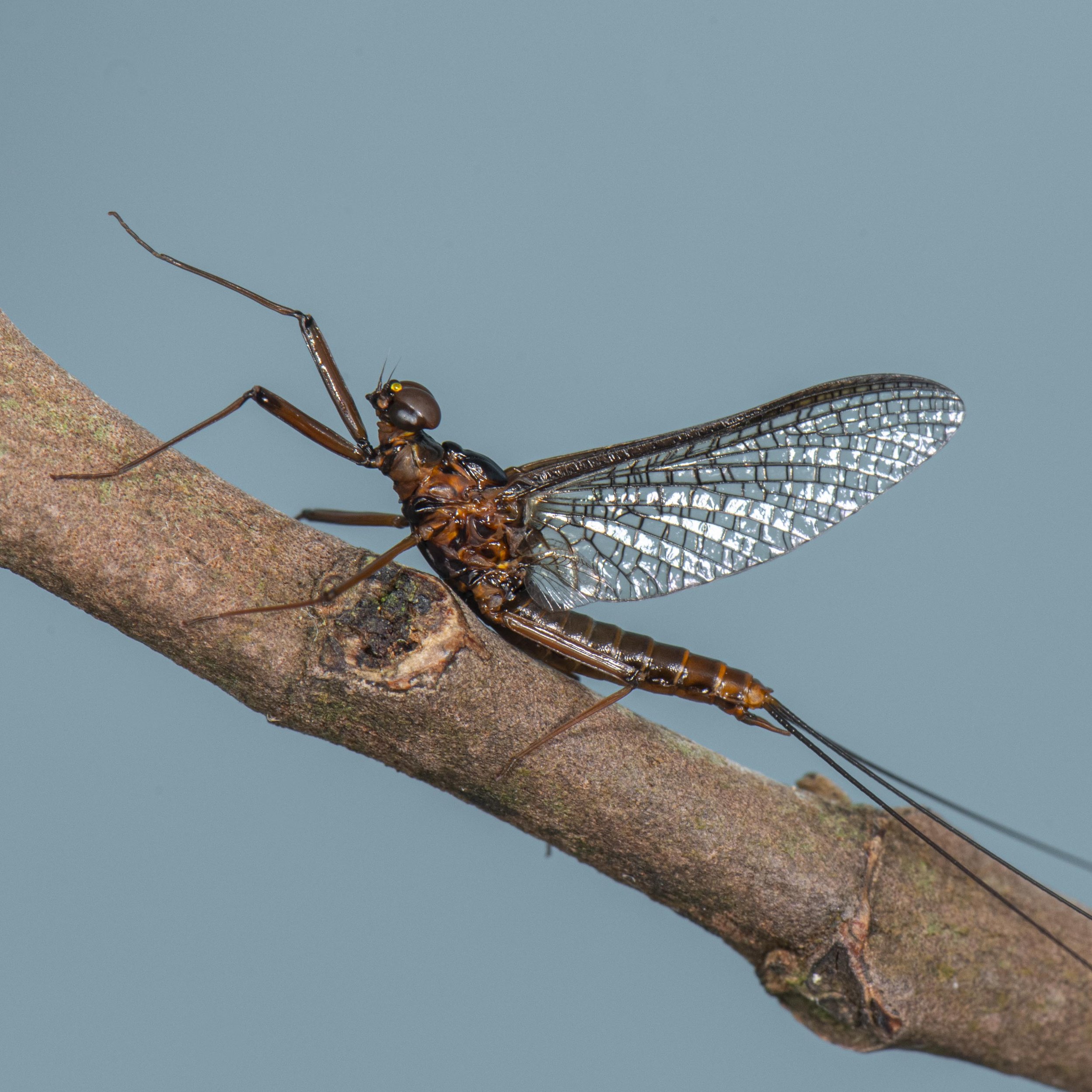 Ephemeroptera - 35.jpg
