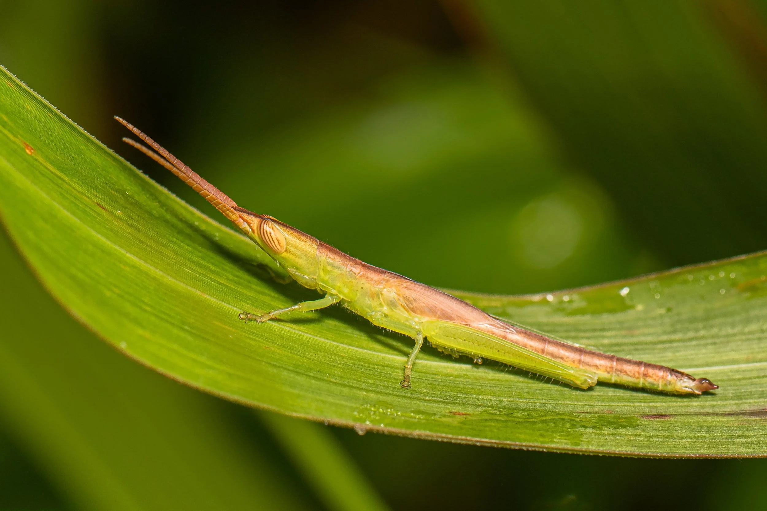 Orthoptera - 76.jpeg