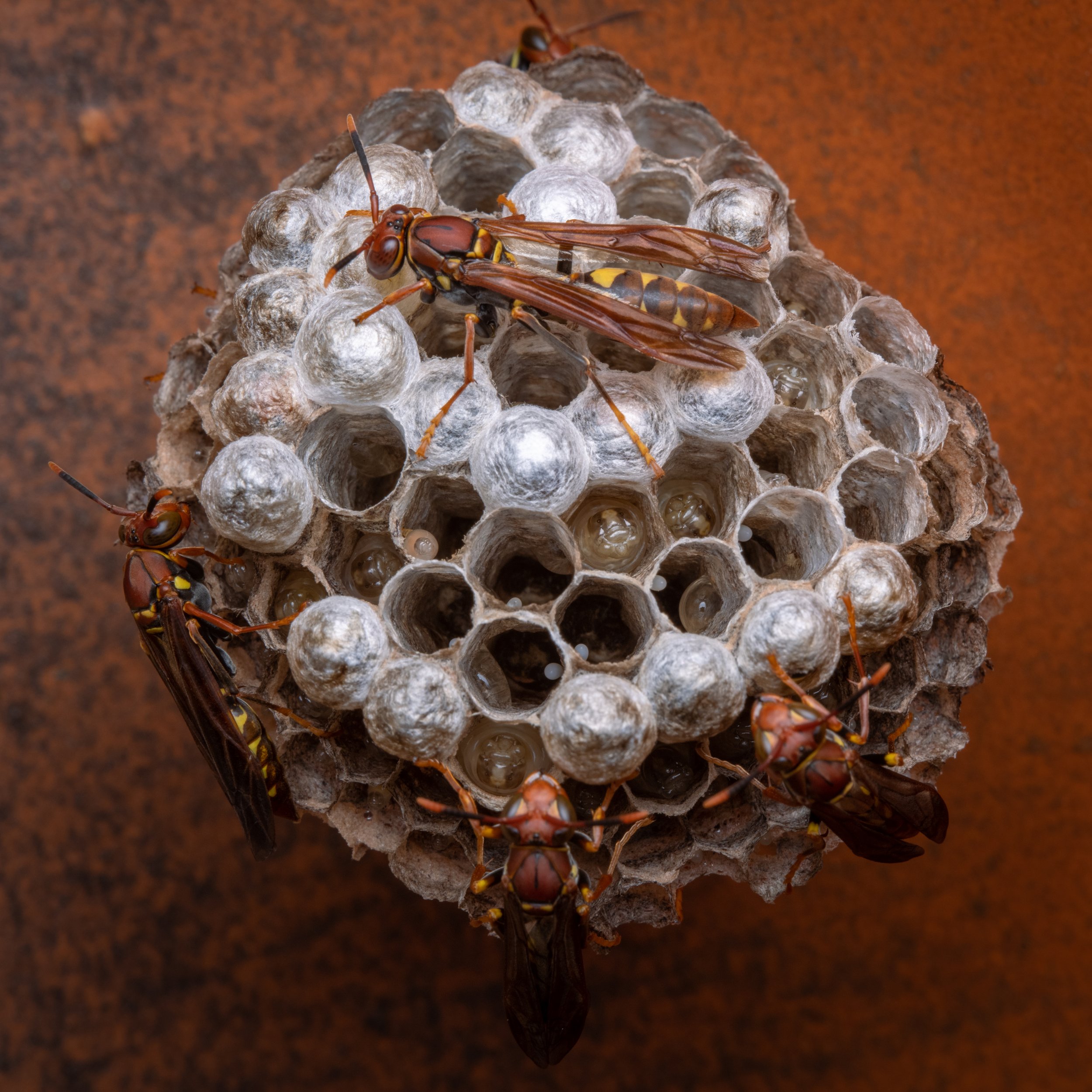 Hymenoptera - 33.jpeg