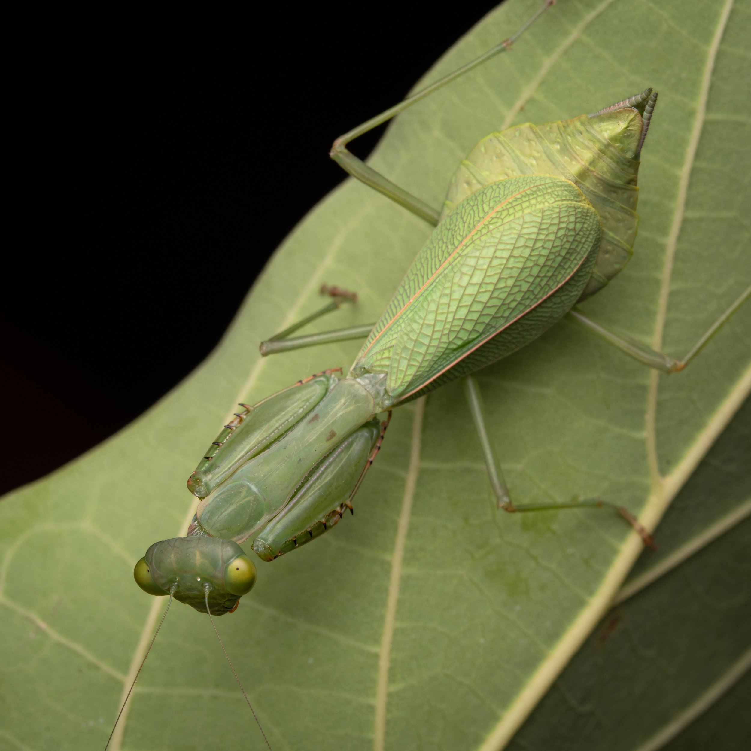 Mantodea - 33.jpg