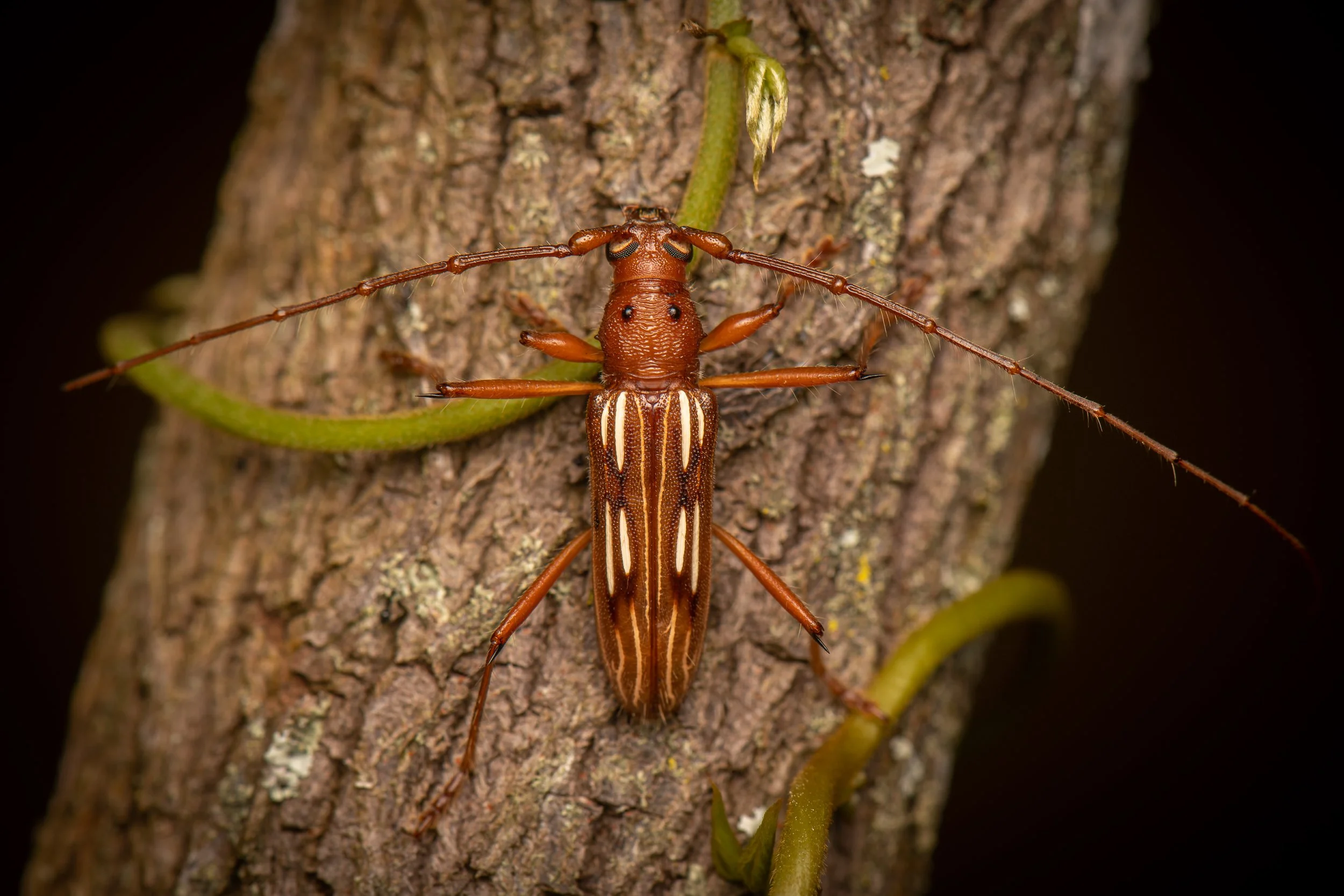 Coleoptera - 107.jpg