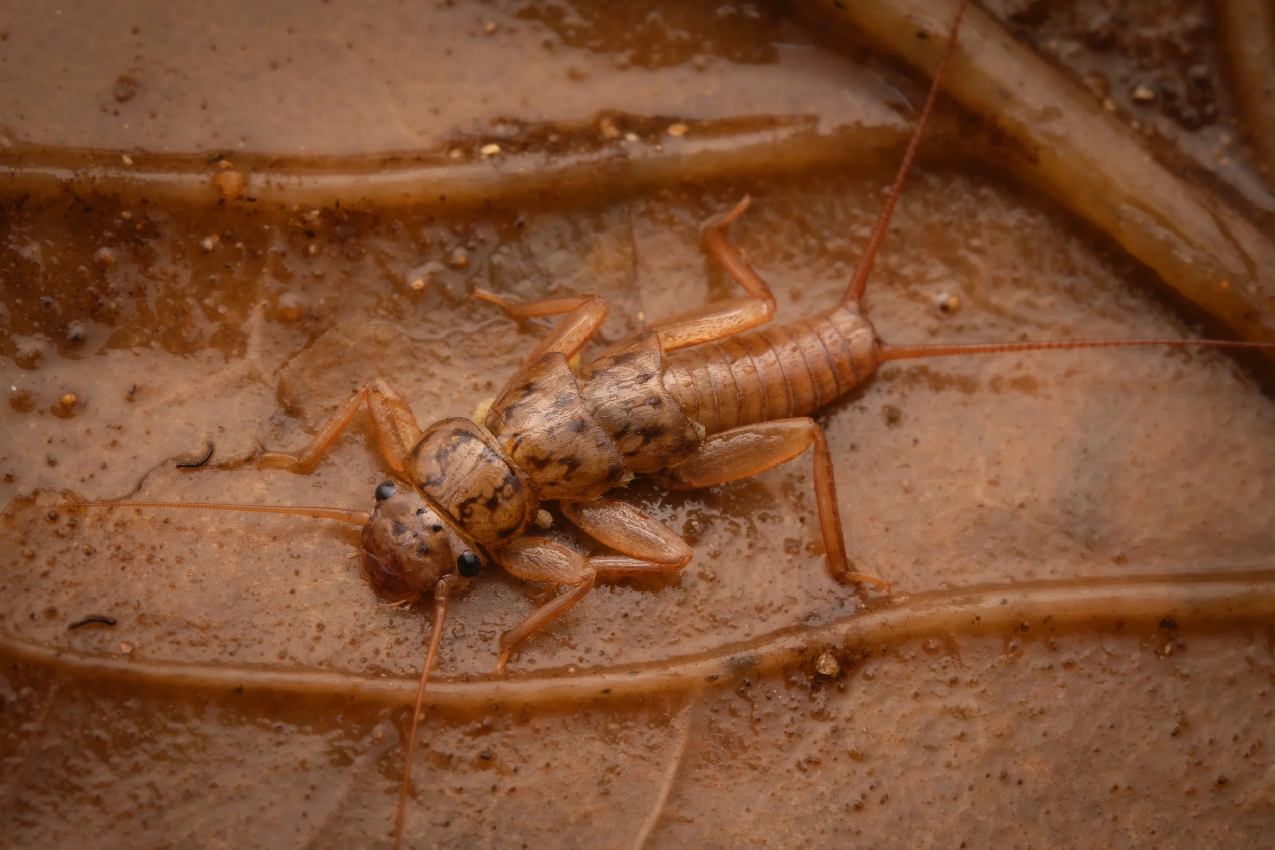 Plecoptera - 24.jpeg