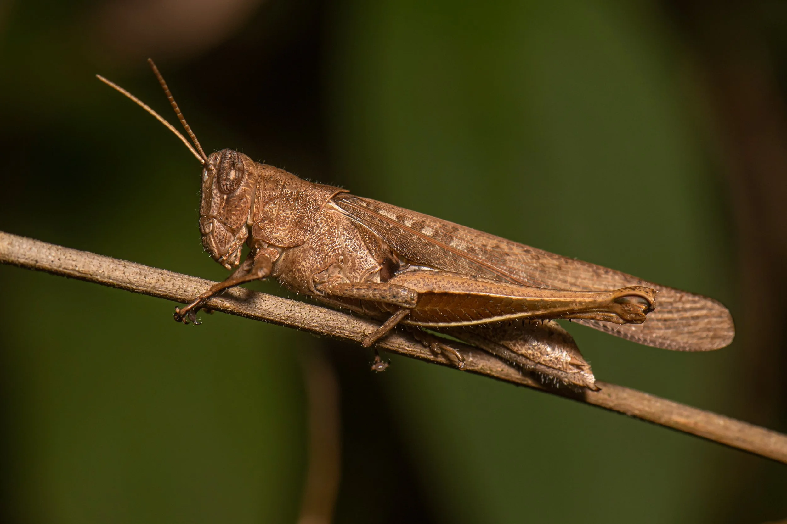 Orthoptera - 70.jpeg