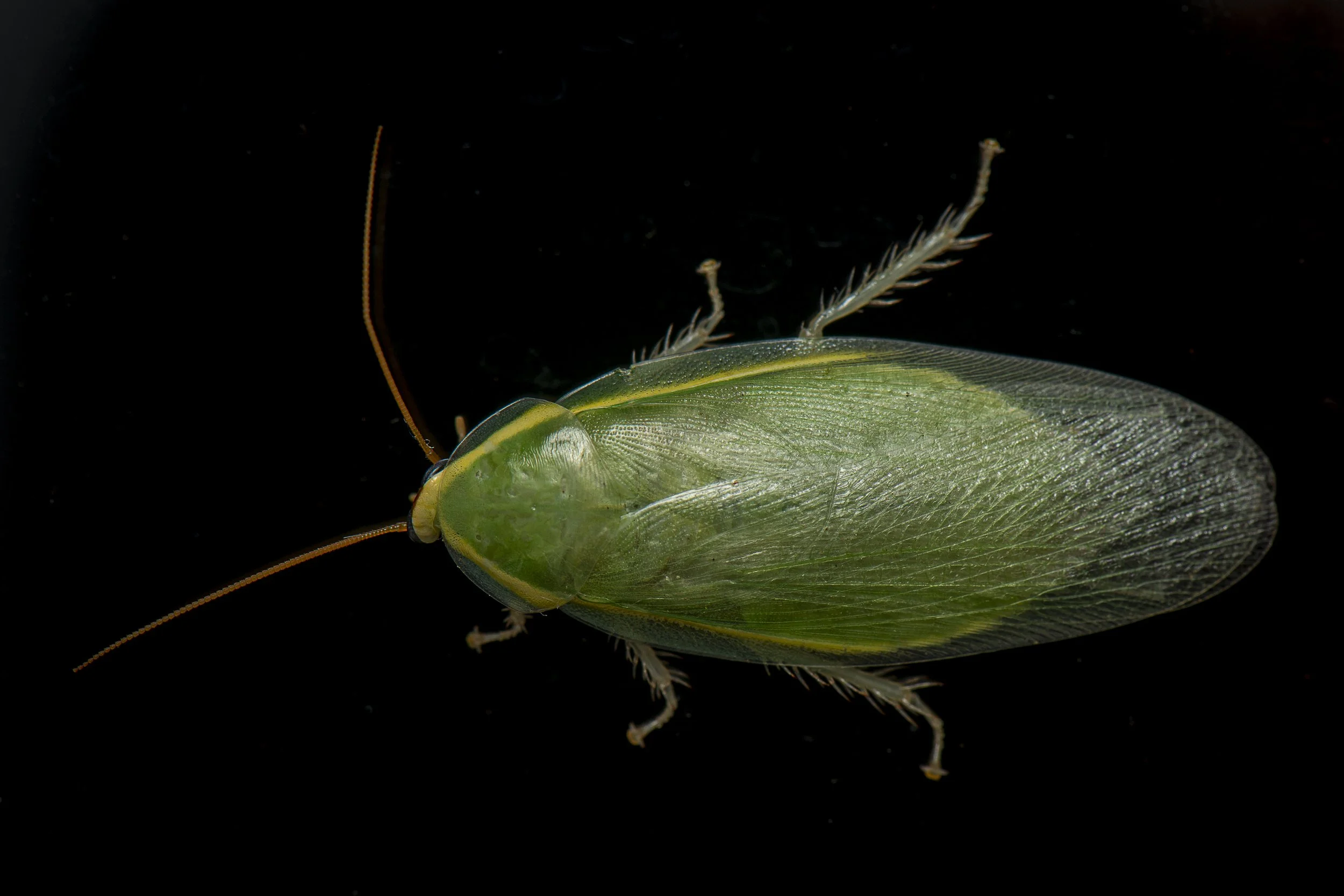 Blattodea - 37.JPG